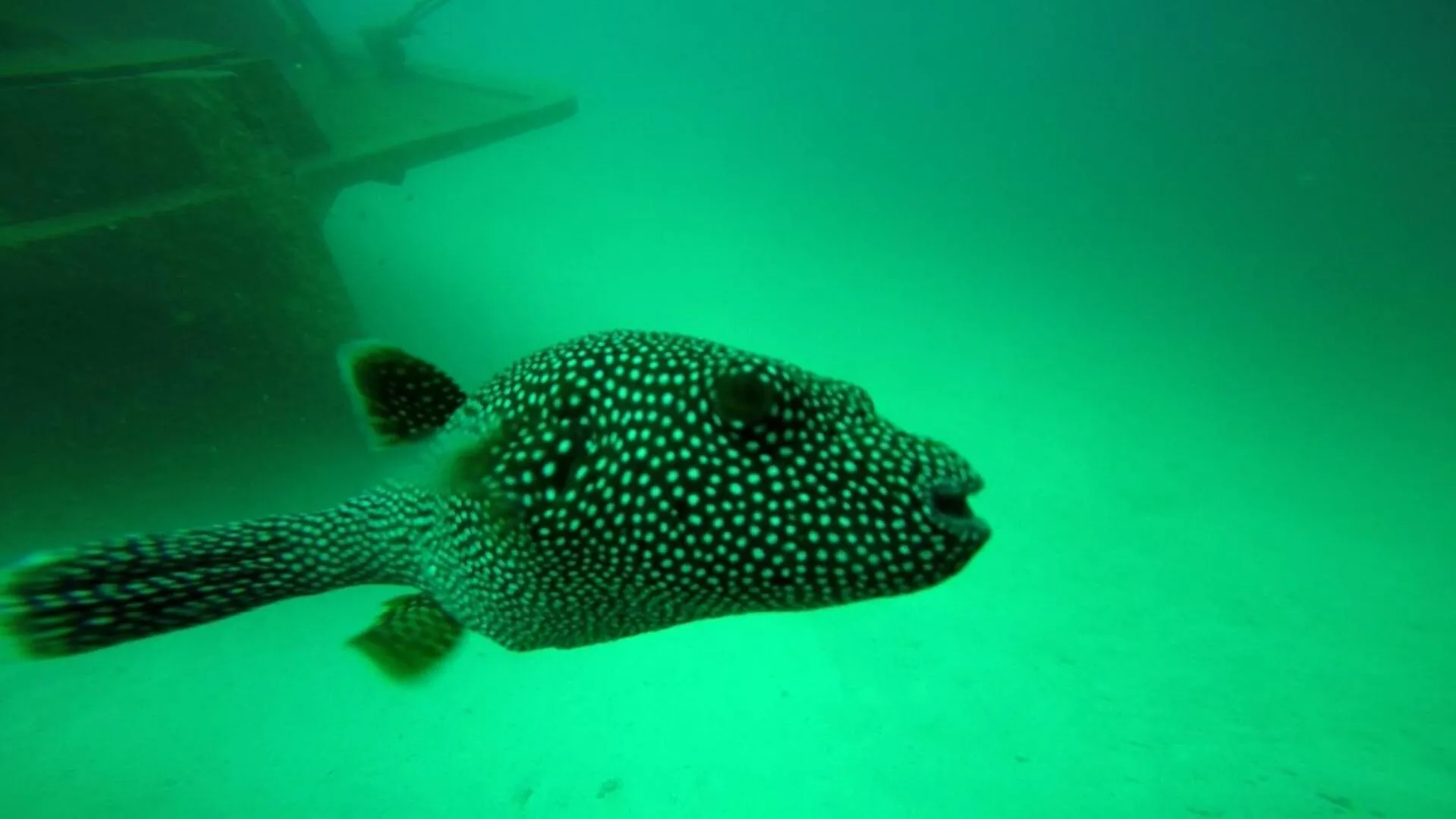 Snorkeling in Sky Beach Maldives - Dhiffushi