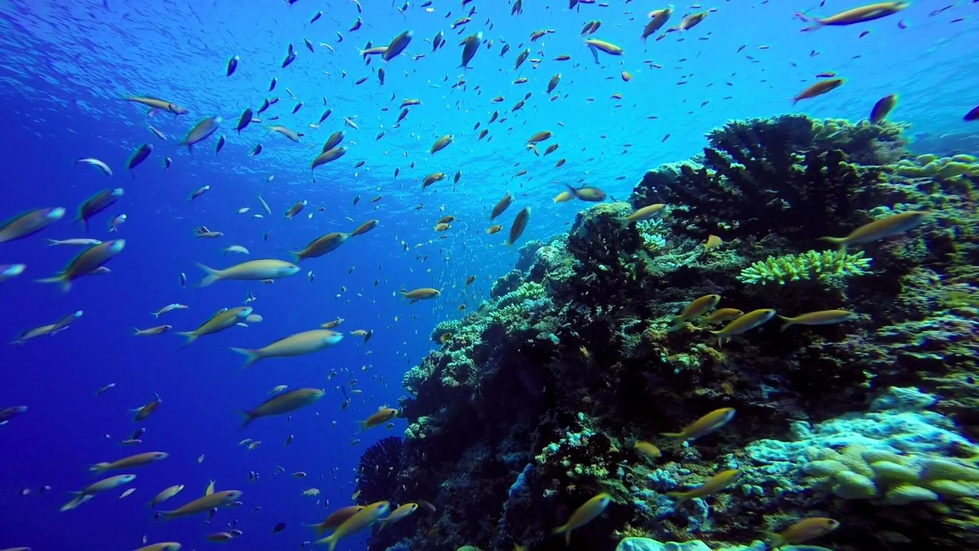 Activities in Sky Beach Maldives - Dhiffushi