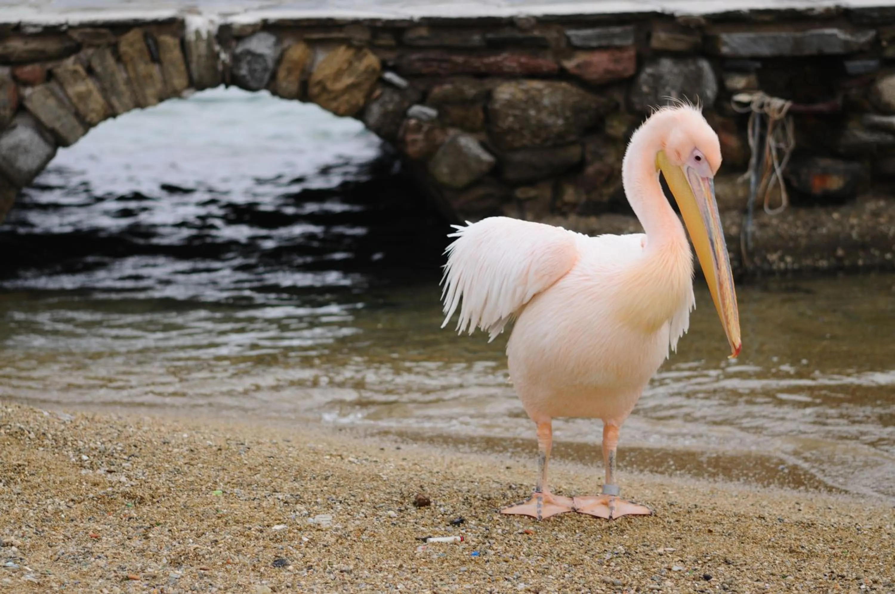 Animals in Mykonos Gem