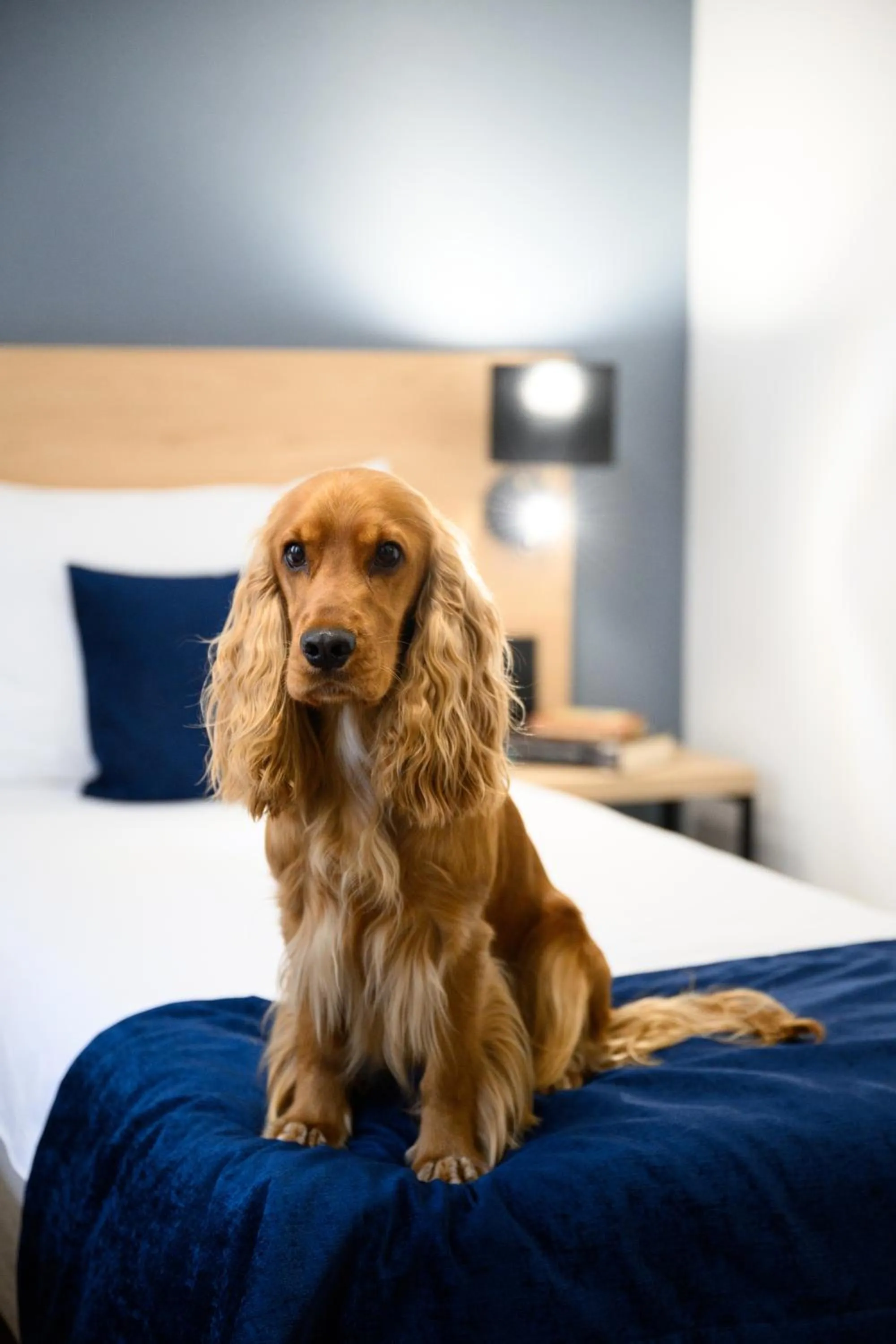 pet friendly, Bed in Hotel Bristol Budapest