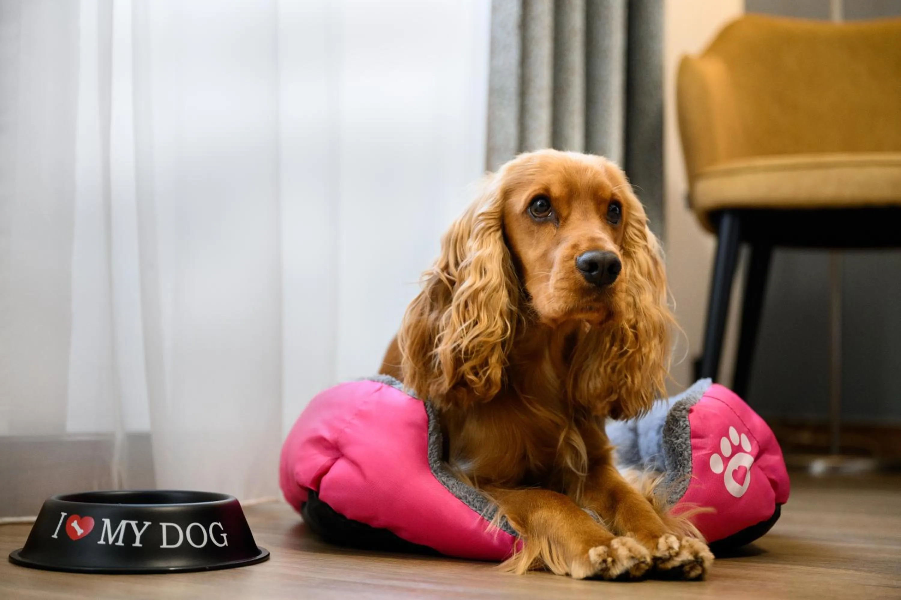 pet friendly in Hotel Bristol Budapest