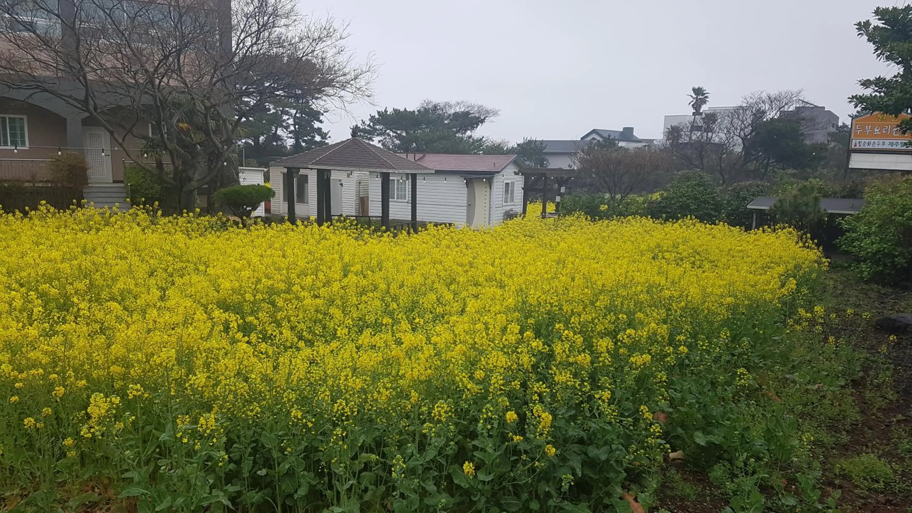 Inner courtyard view in Jeju Feel House