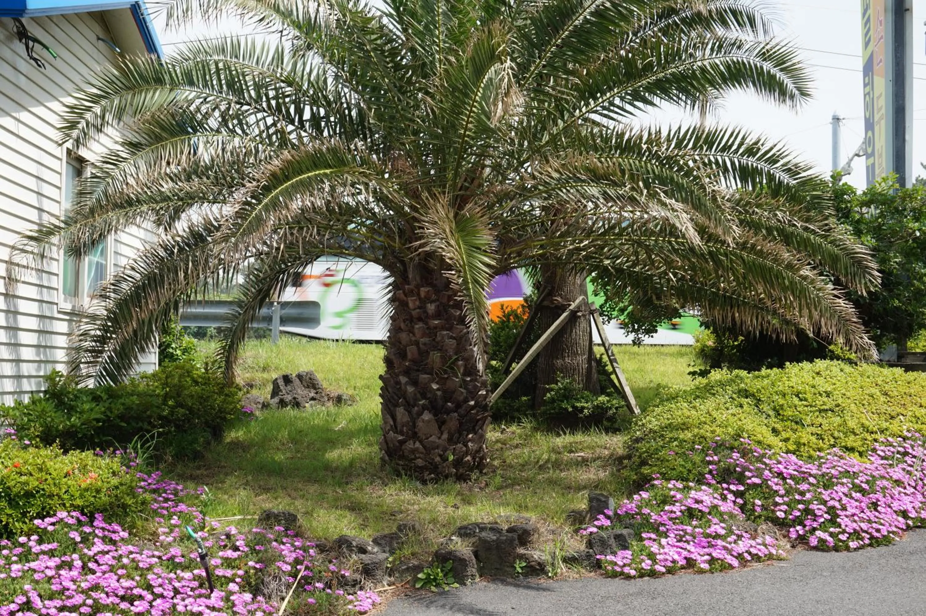 Garden in Jeju Feel House