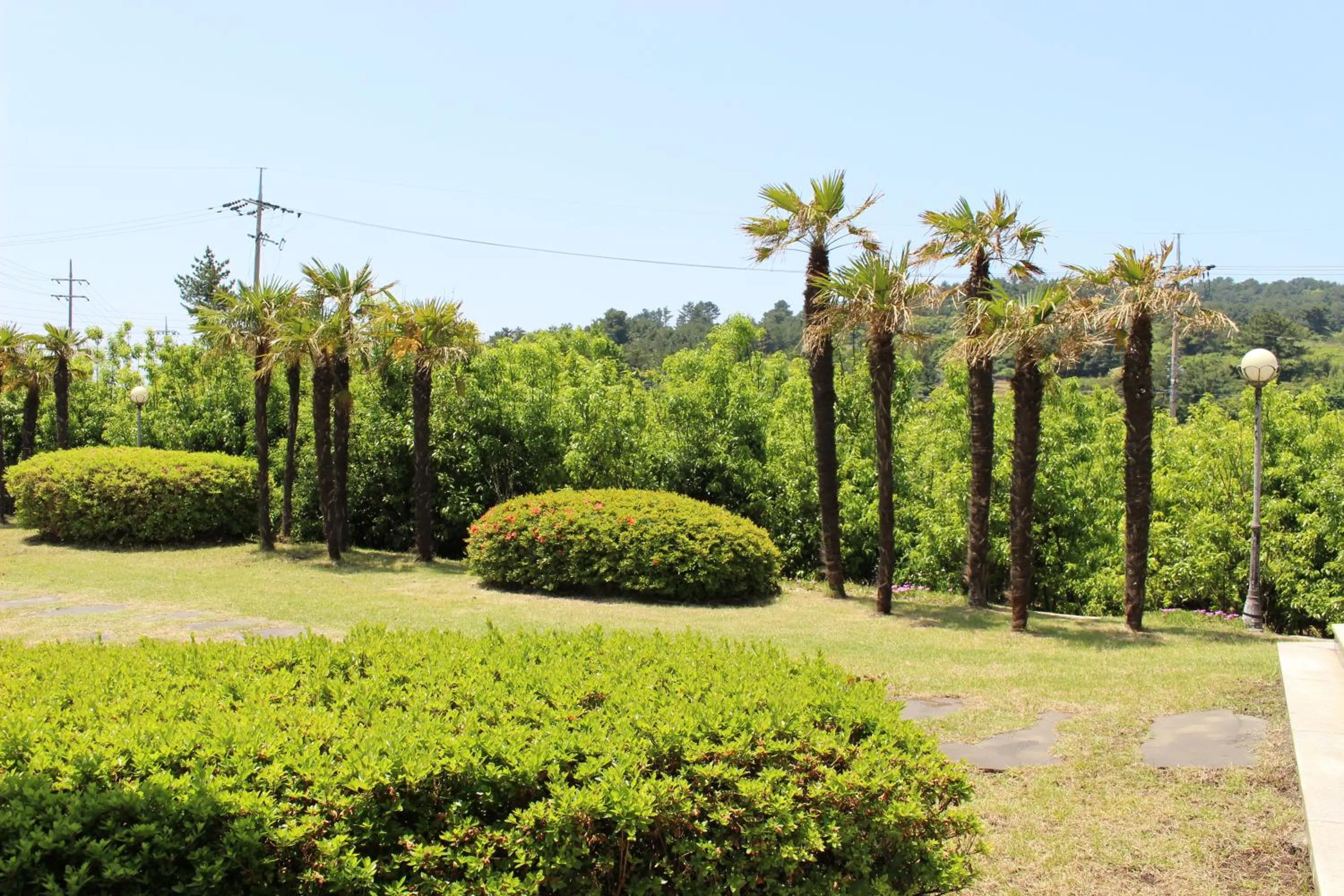 Garden in Jeju Feel House