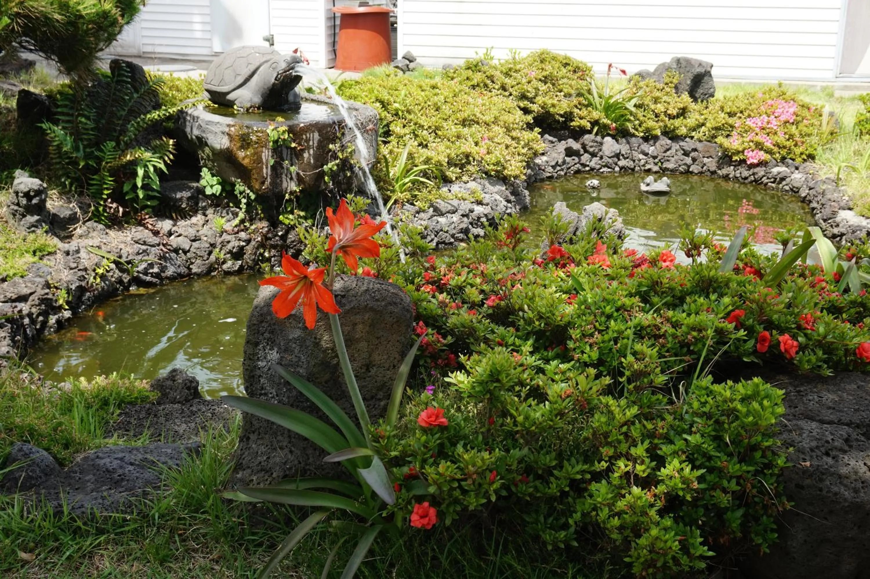 Garden in Jeju Feel House