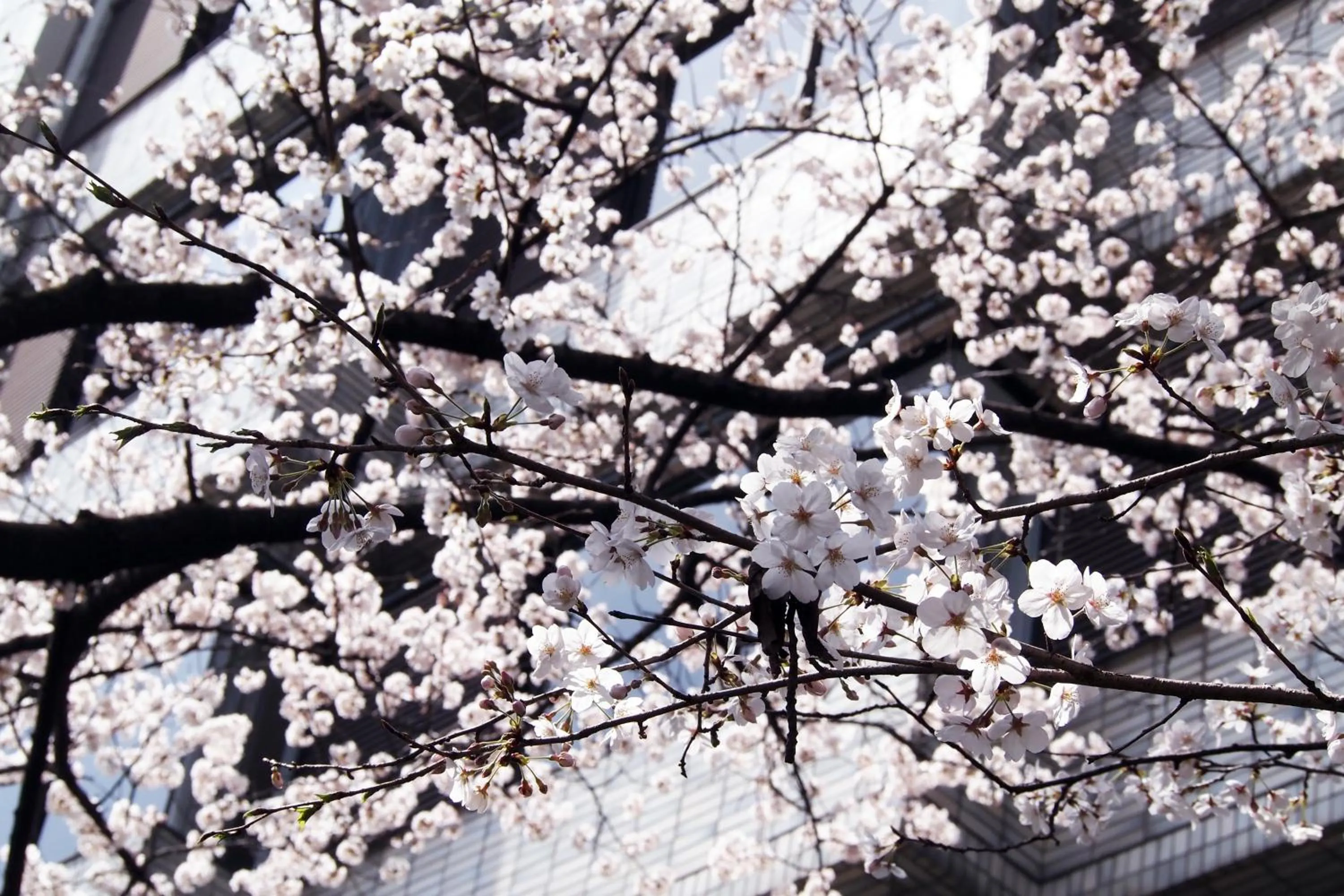 Neighbourhood in Bijuu