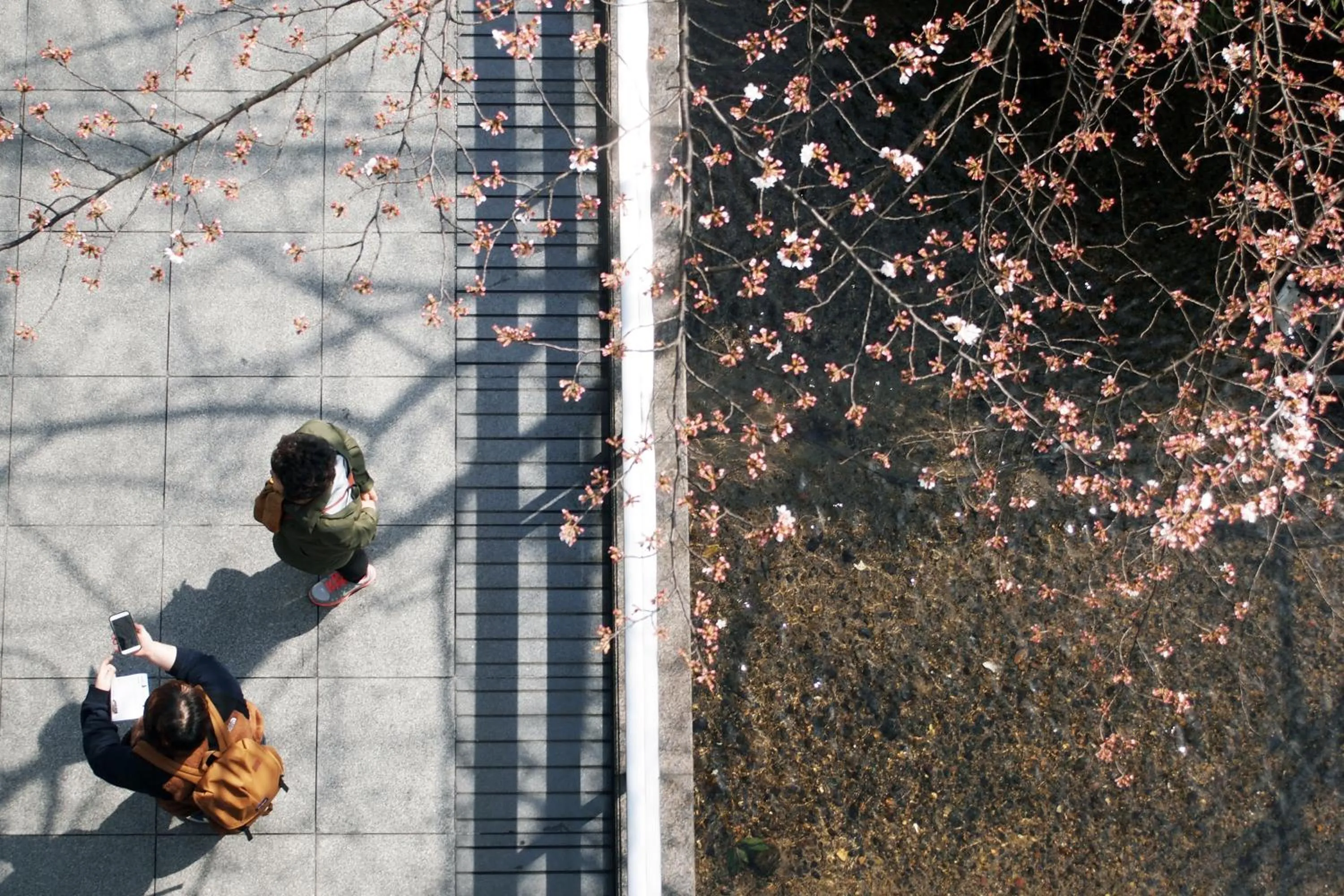 Bird's eye view in Bijuu