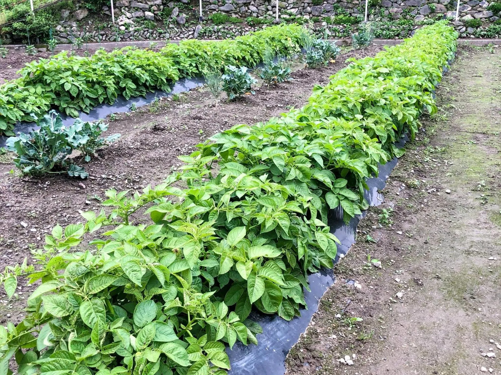 Hatake no Oyado - Vacation STAY 74494v