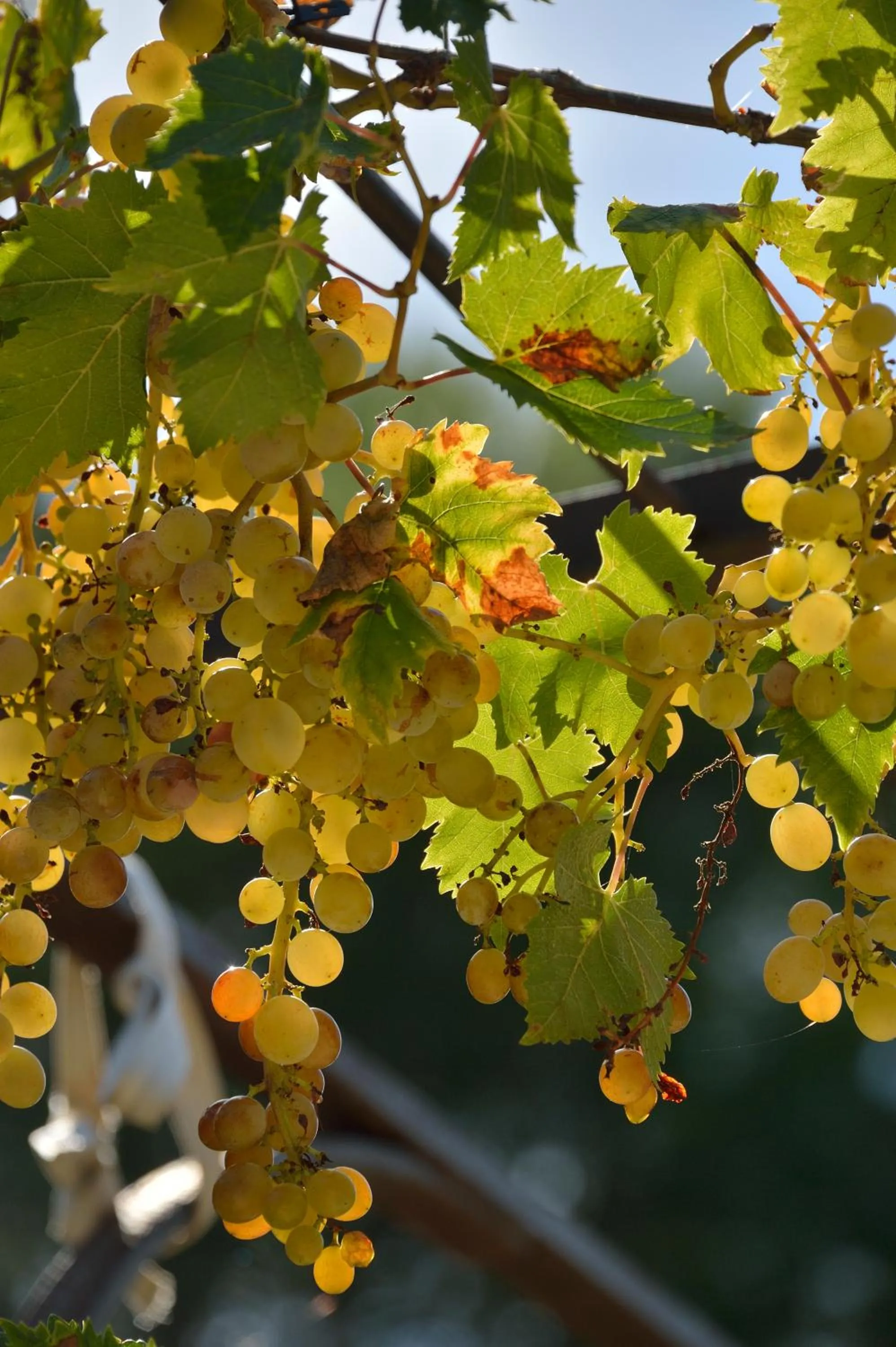 Balcony/Terrace in Domaine de "Creva-Tinas"