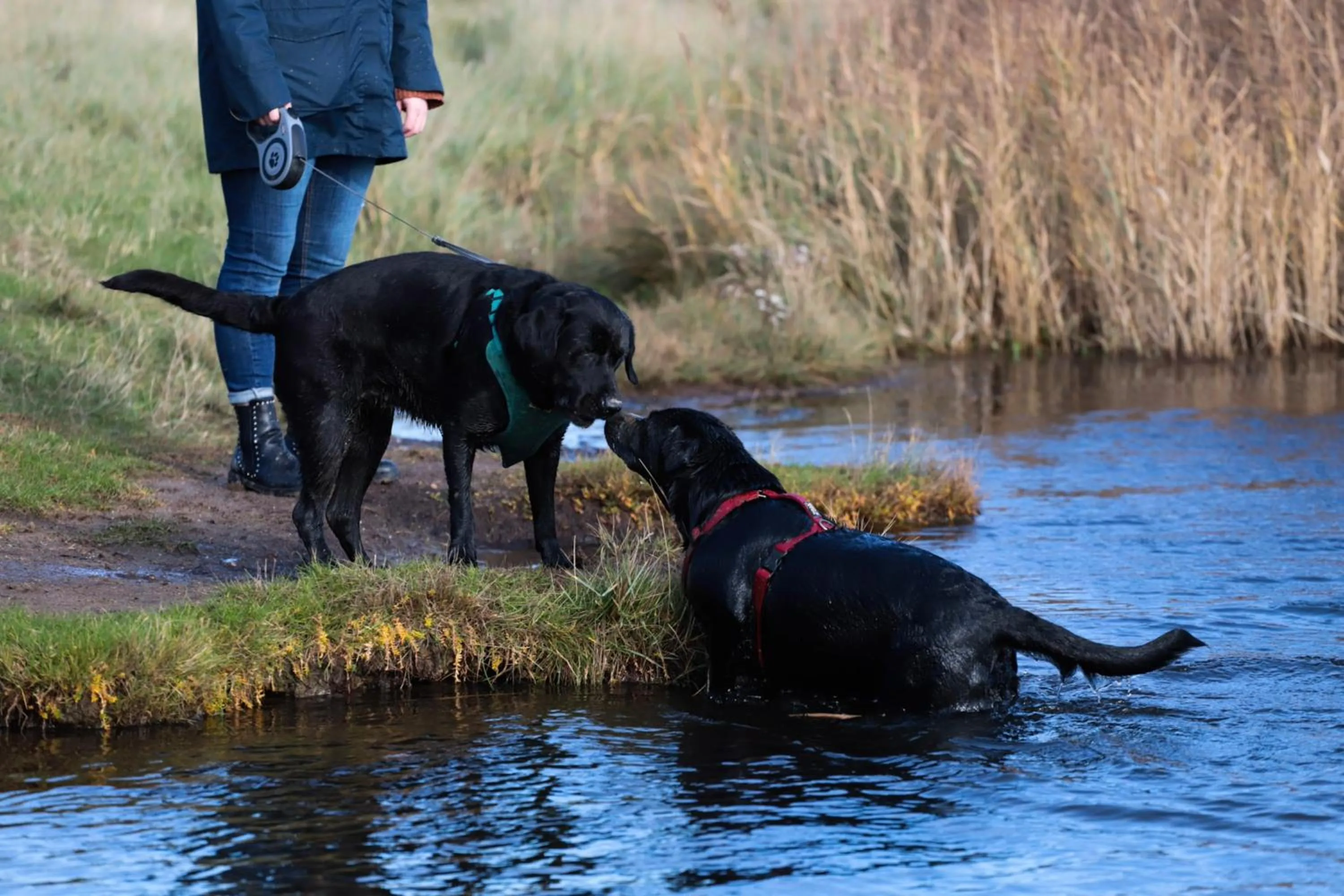 Animals in Norfolk Accommodation