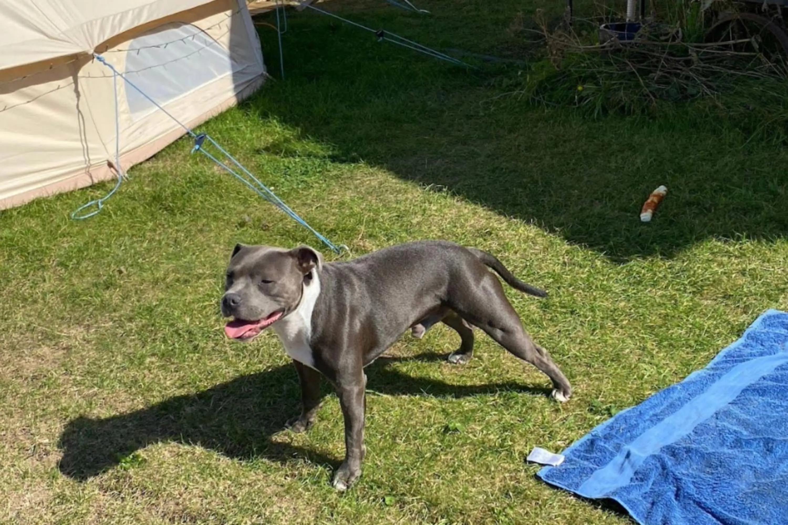 Animals in Norfolk Accommodation