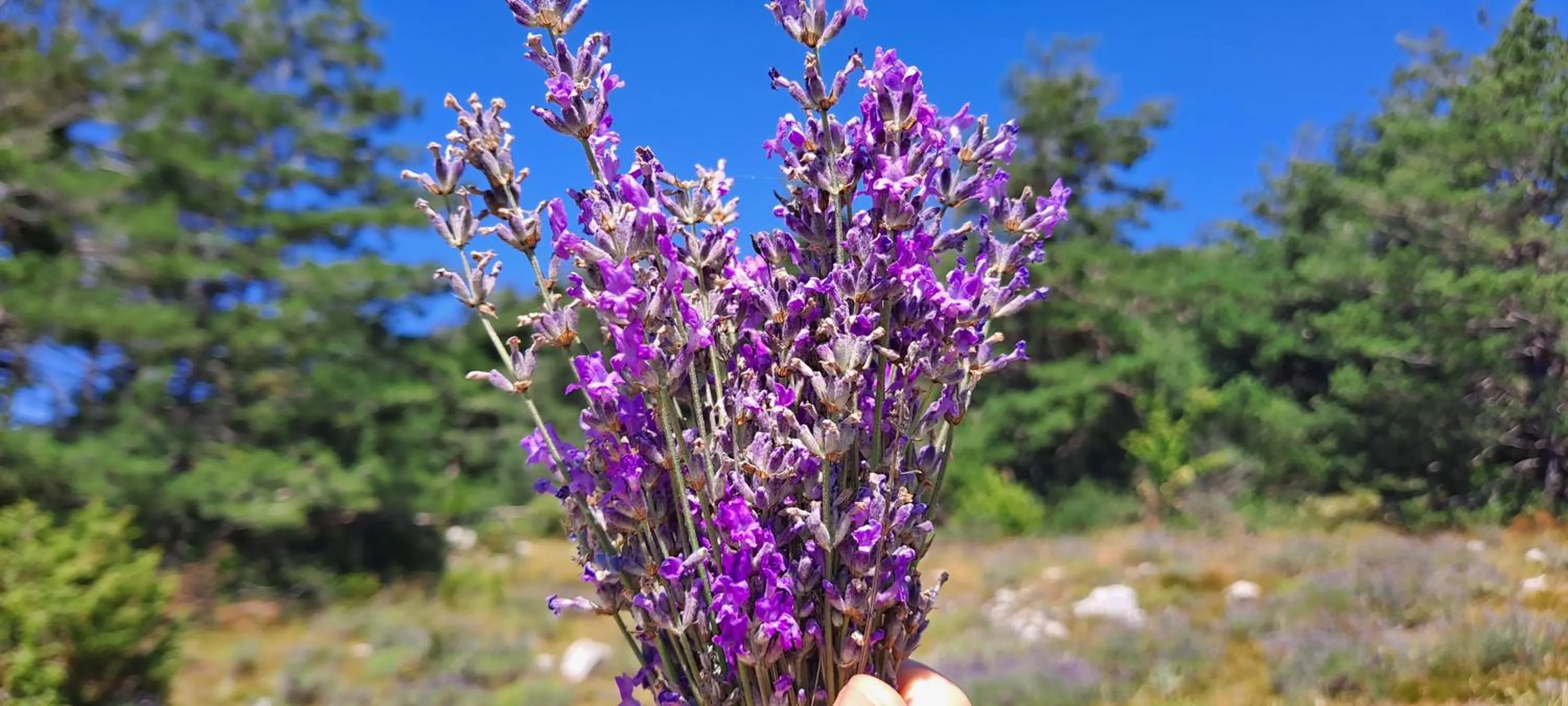 Garden in Holidays In Provence Alpes Maritimes
