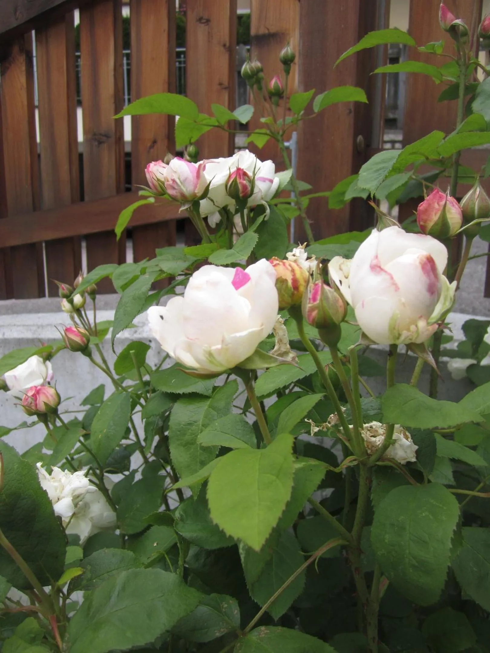 Summer in Residence Zum Theater