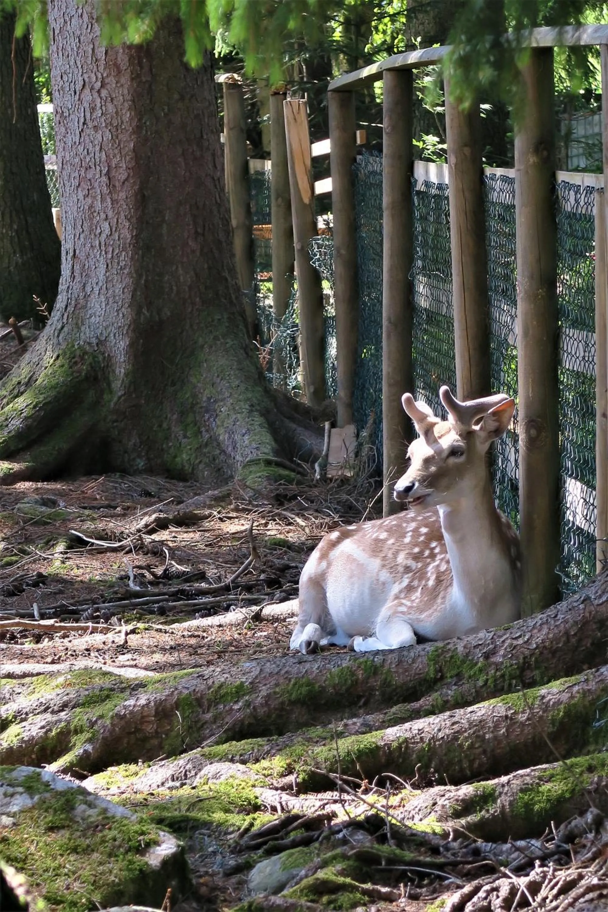 Animals in Parkhotel Adler