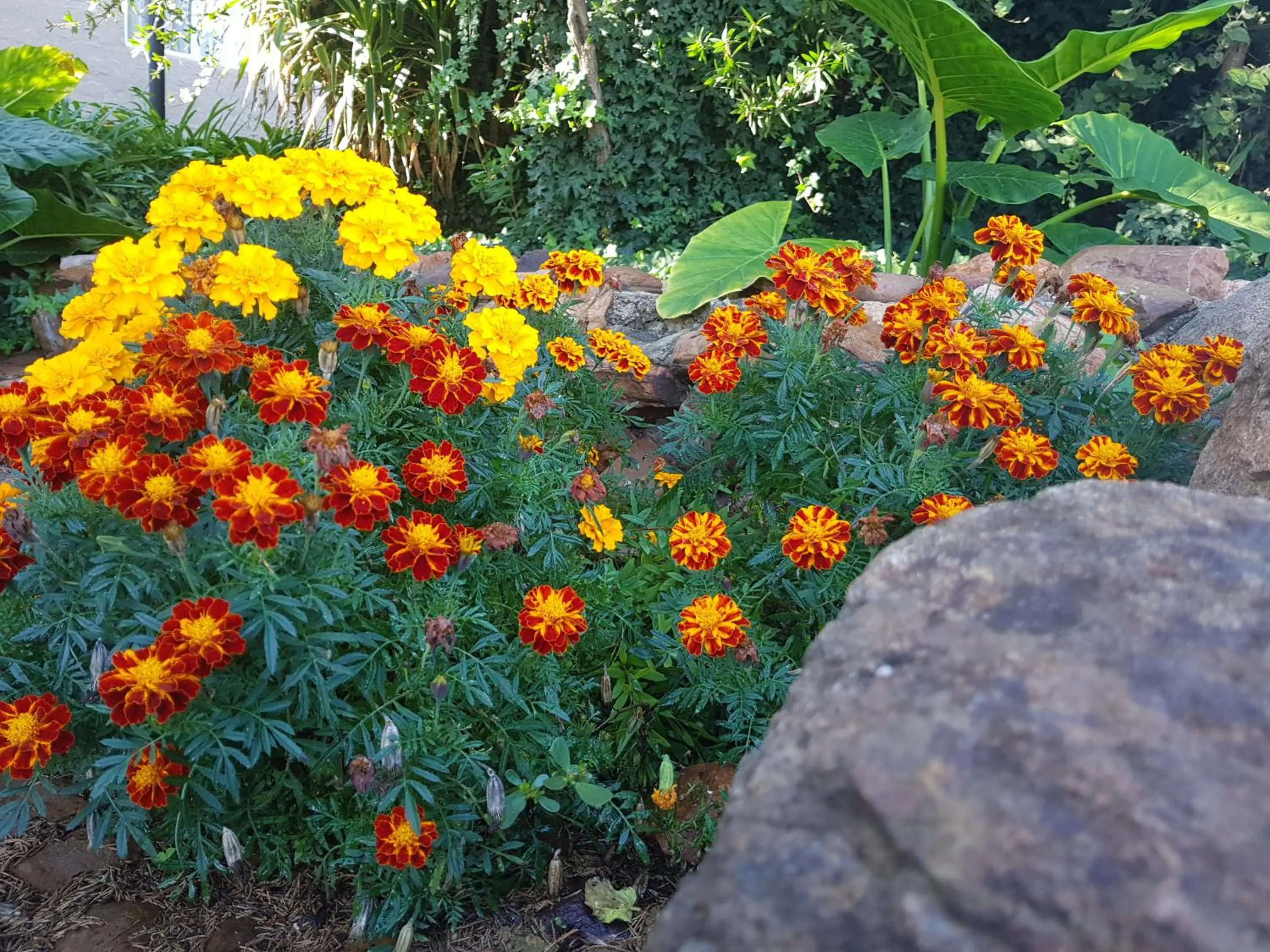 Garden in Mountain View Country Estate