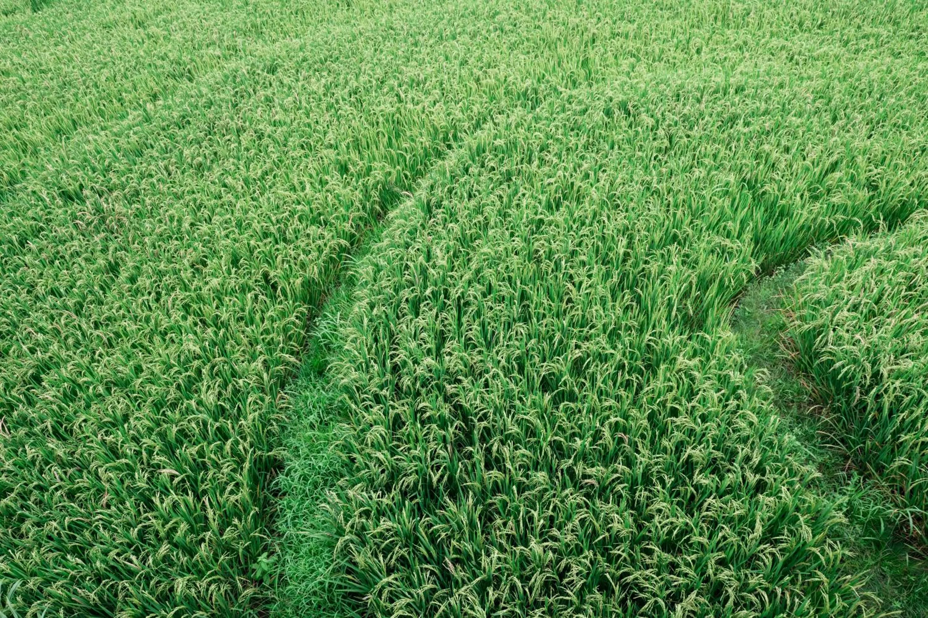 Natural landscape in Musa Canggu