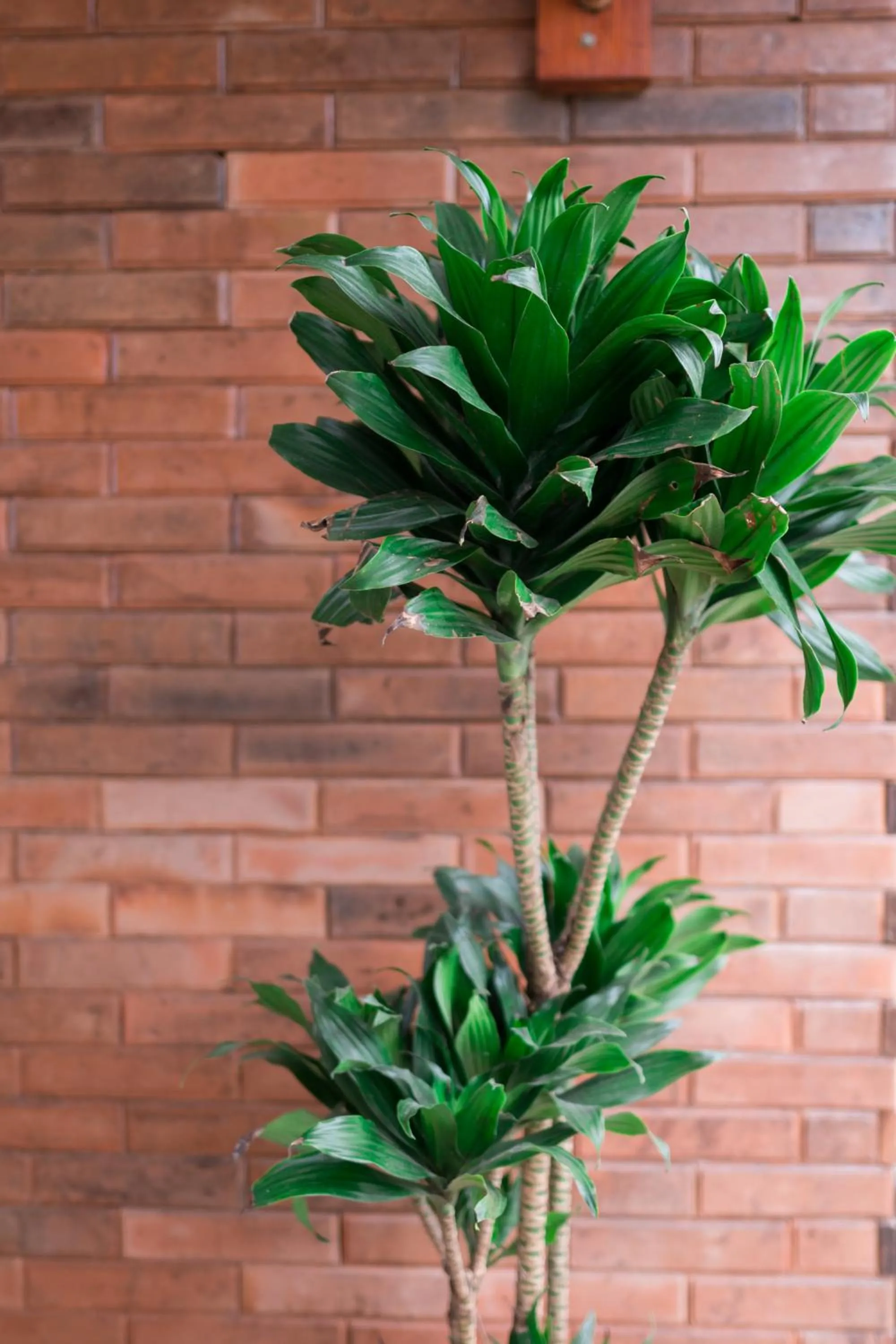 Property building in Musa Canggu