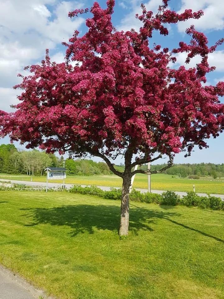 Garden in Håknäs Vandrarhem