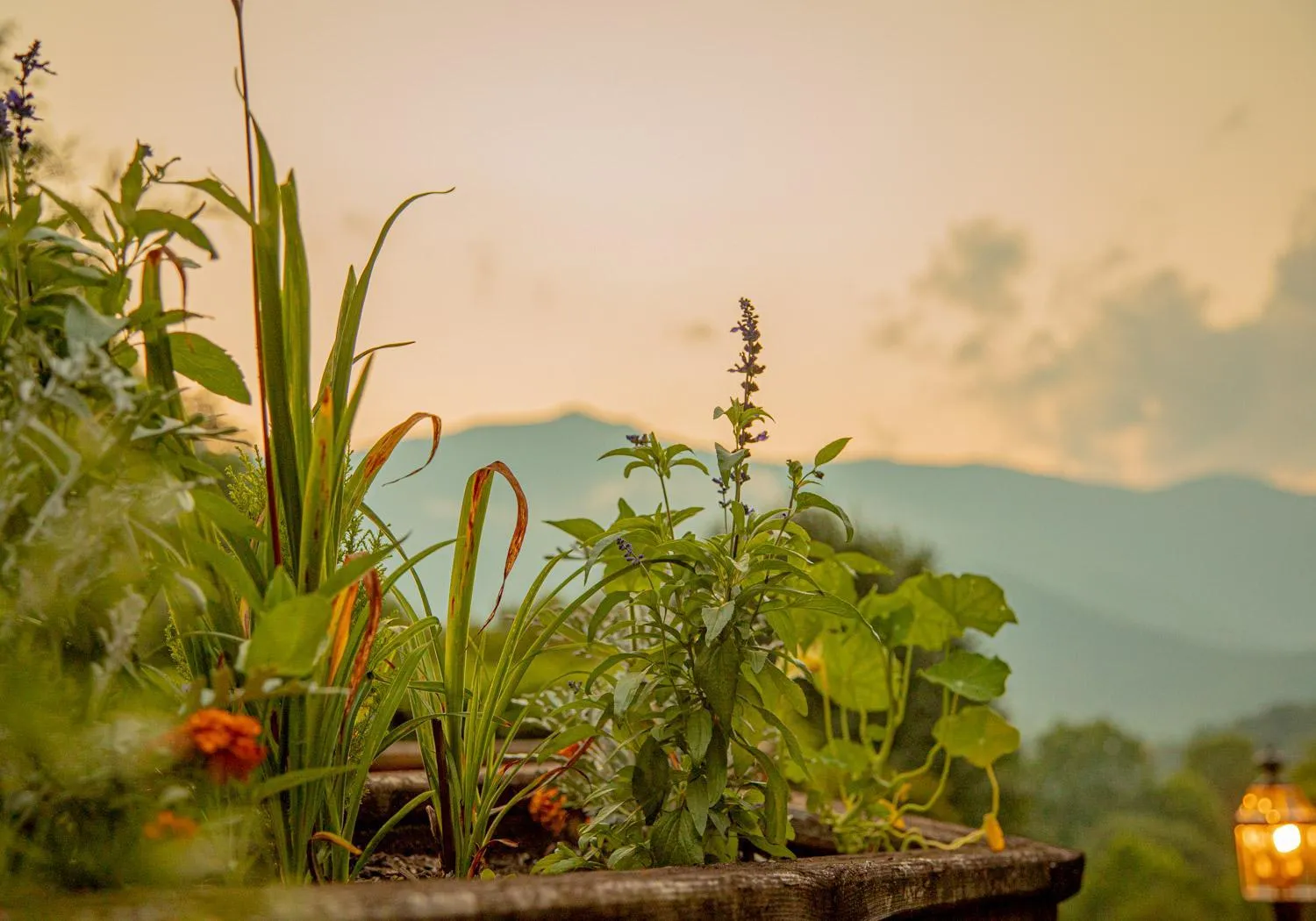 Garden view in Mount Mitchell Eco Retreat