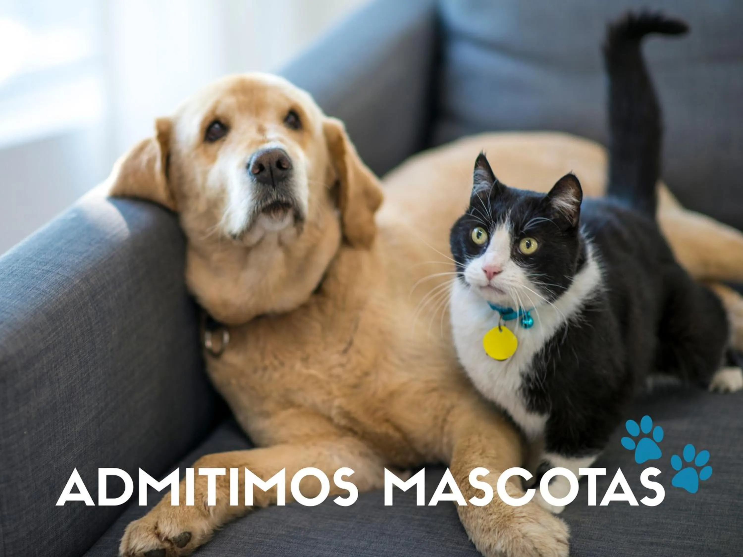 Pets in Apartamentos Sierra Nevada 3000