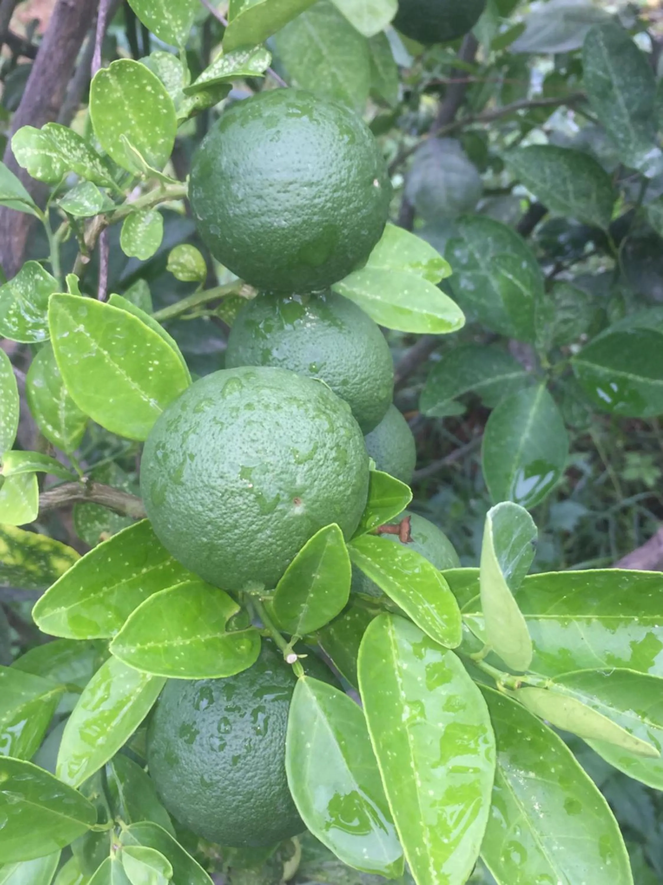 Garden in Saffron Lake Yala