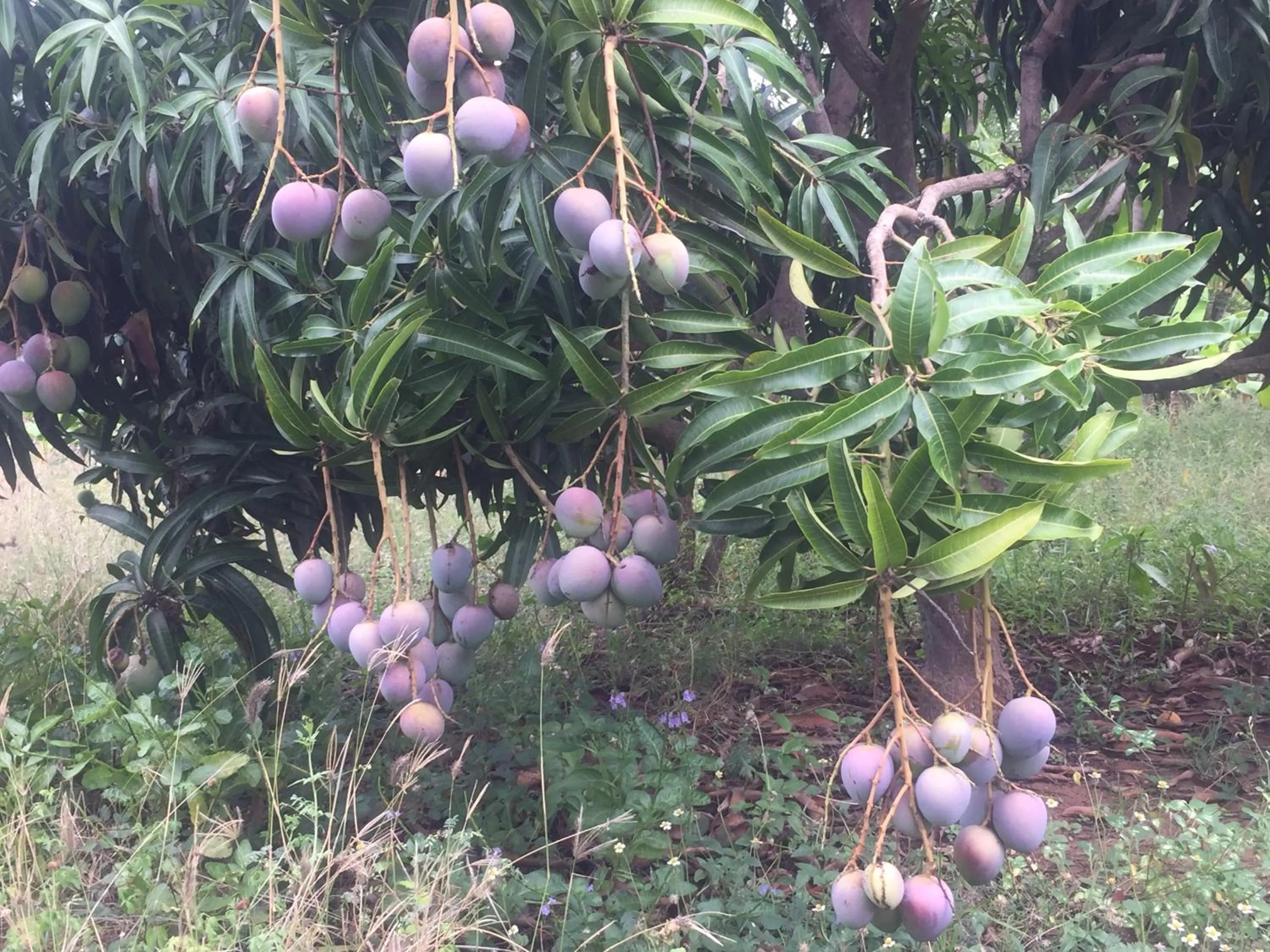 Garden in Saffron Lake Yala