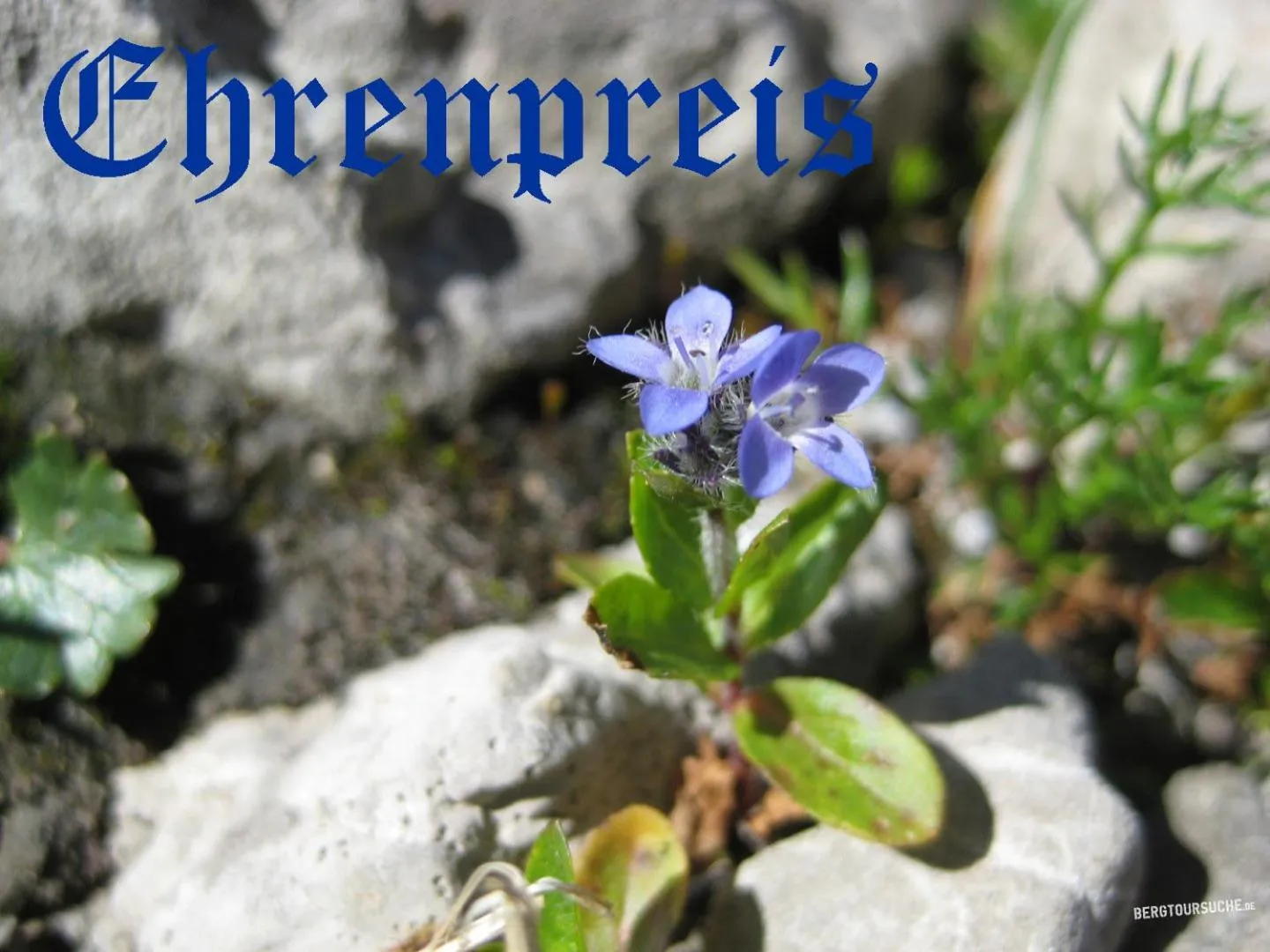 Logo/Certificate/Sign in Gungl Stubn