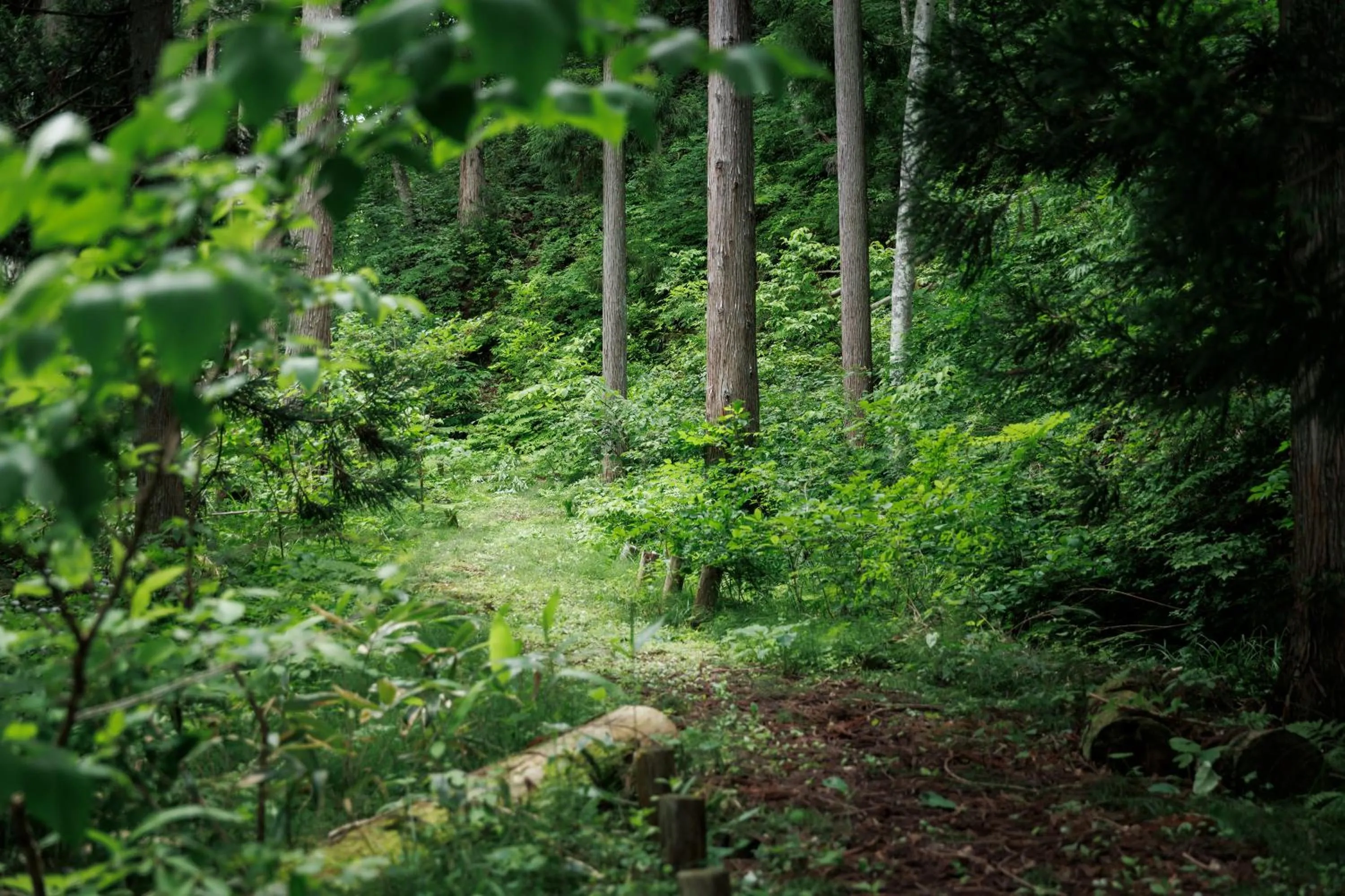 Area and facilities in Hotel Kikori