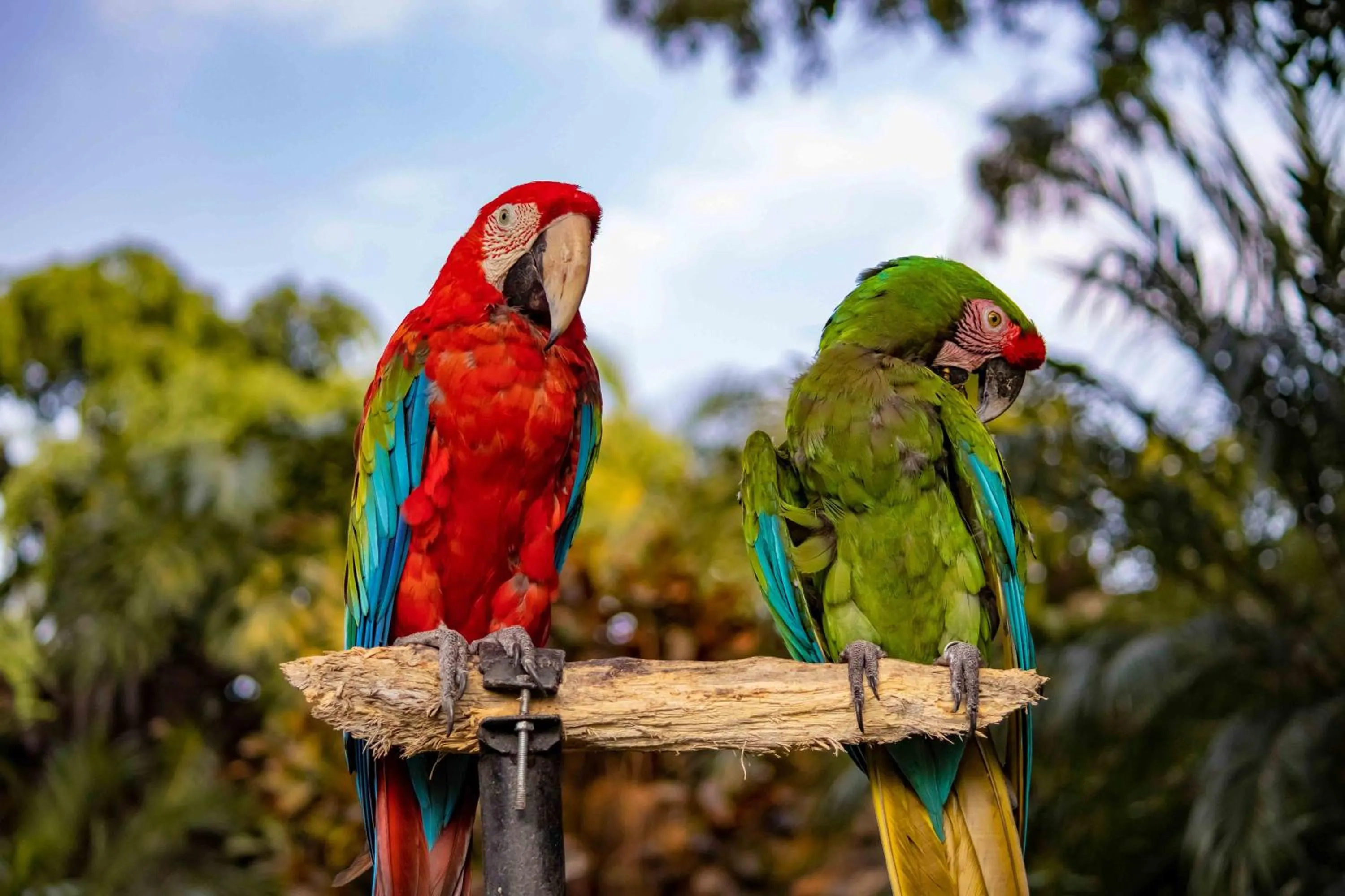 Day in Las Mañanitas