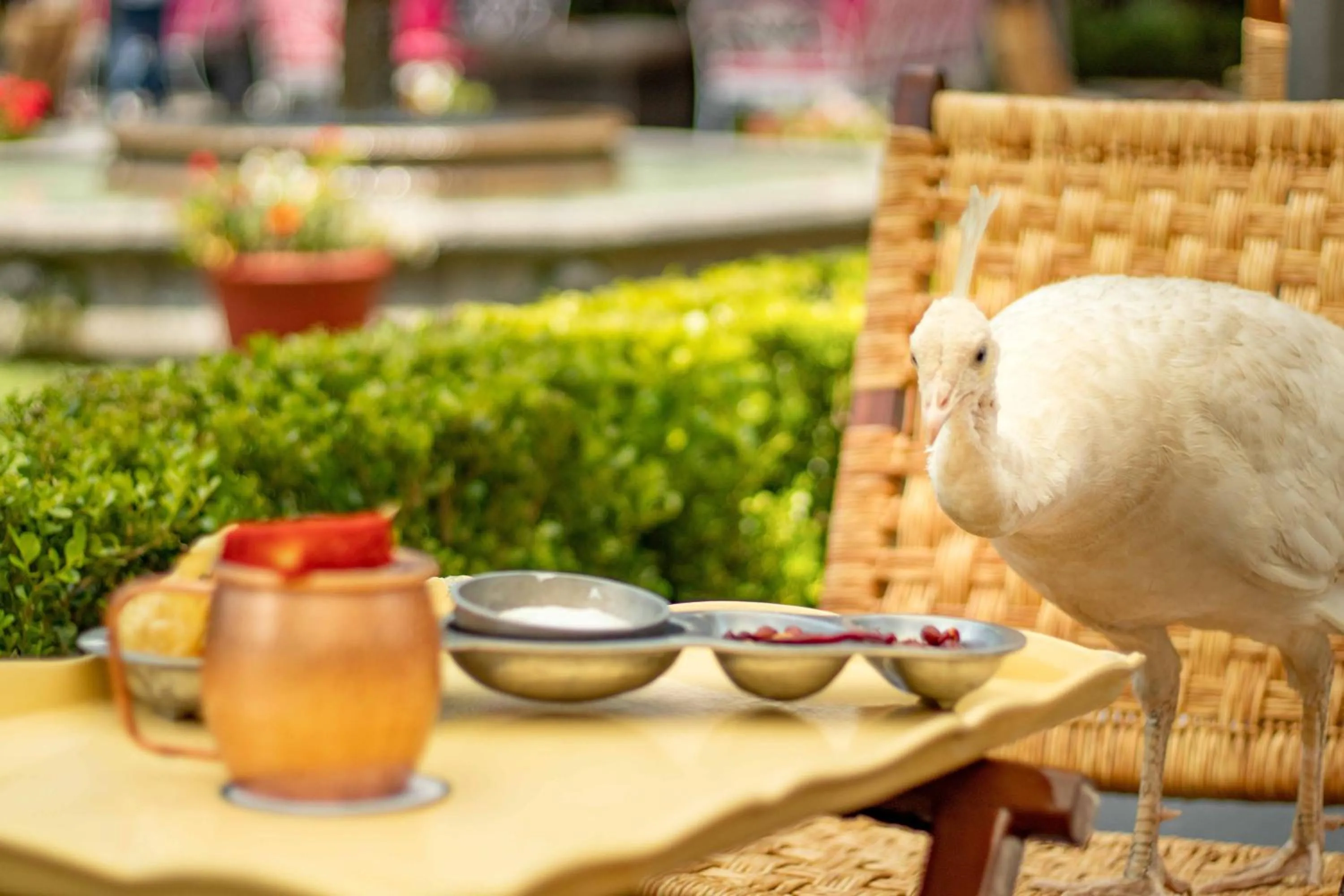 Restaurant/places to eat in Las Mañanitas