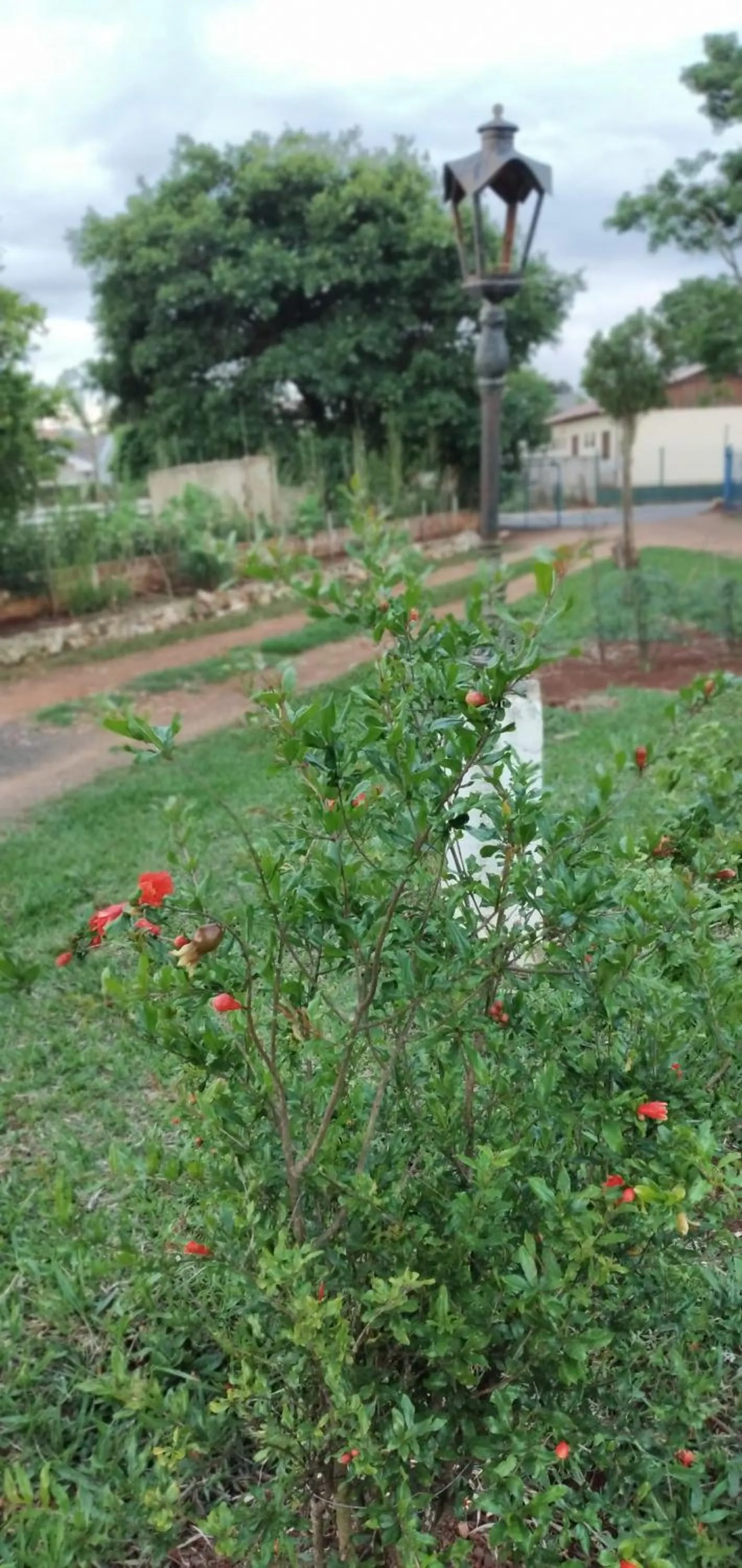 Garden in Pousada Belvedere