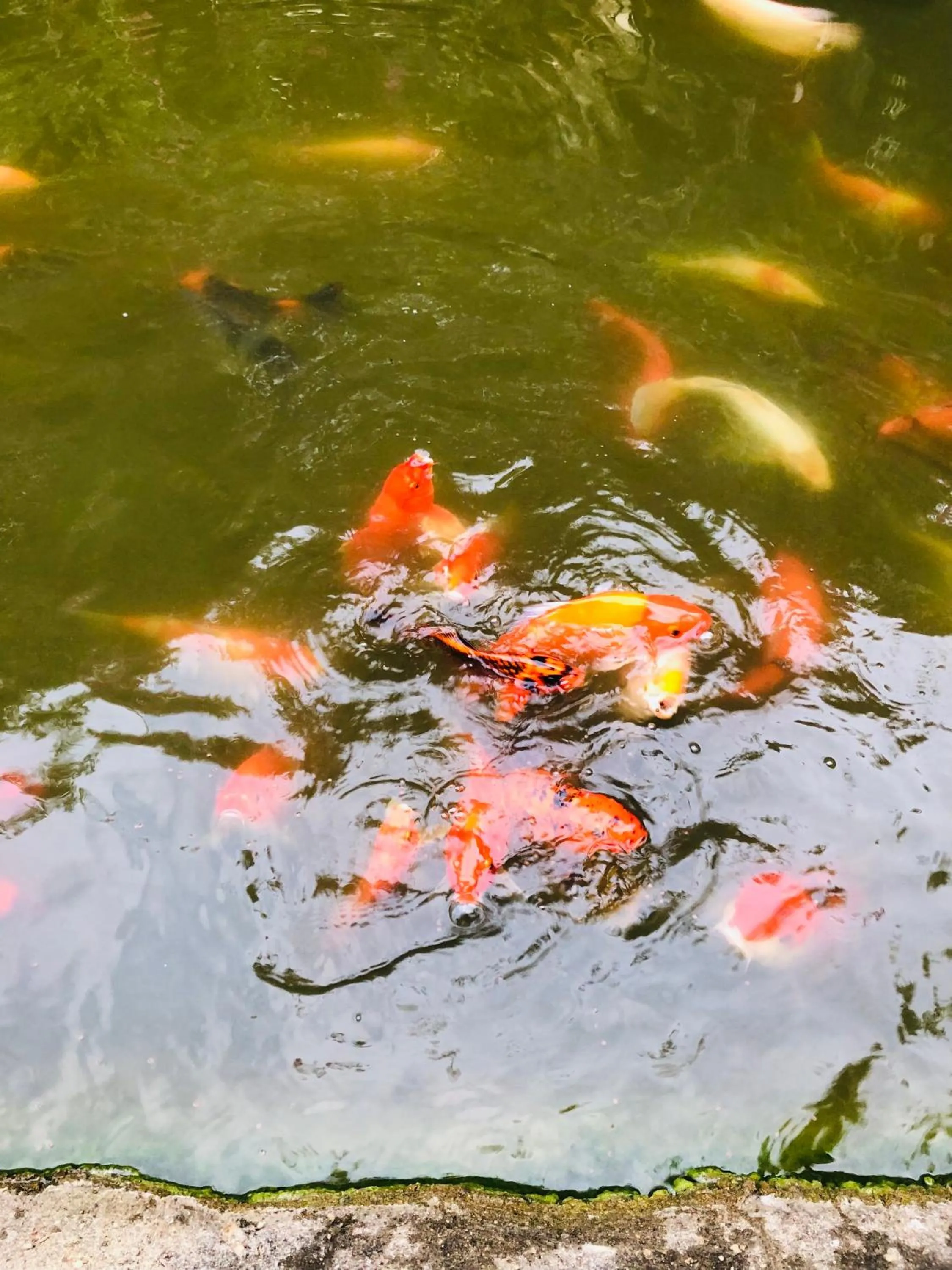 Natural landscape in Hungry Lion Sigiriya