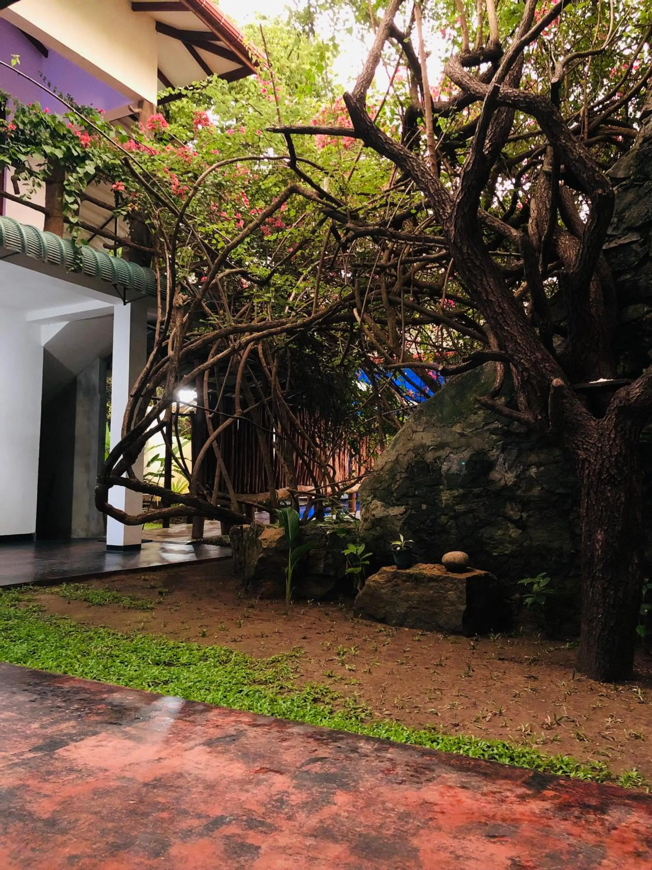 Garden in Hungry Lion Sigiriya