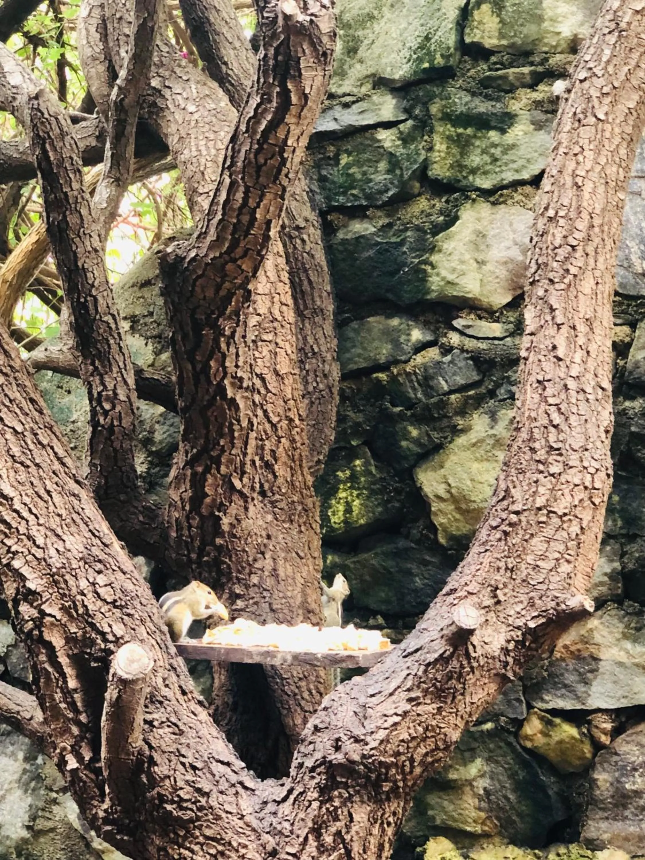 Natural landscape in Hungry Lion Sigiriya