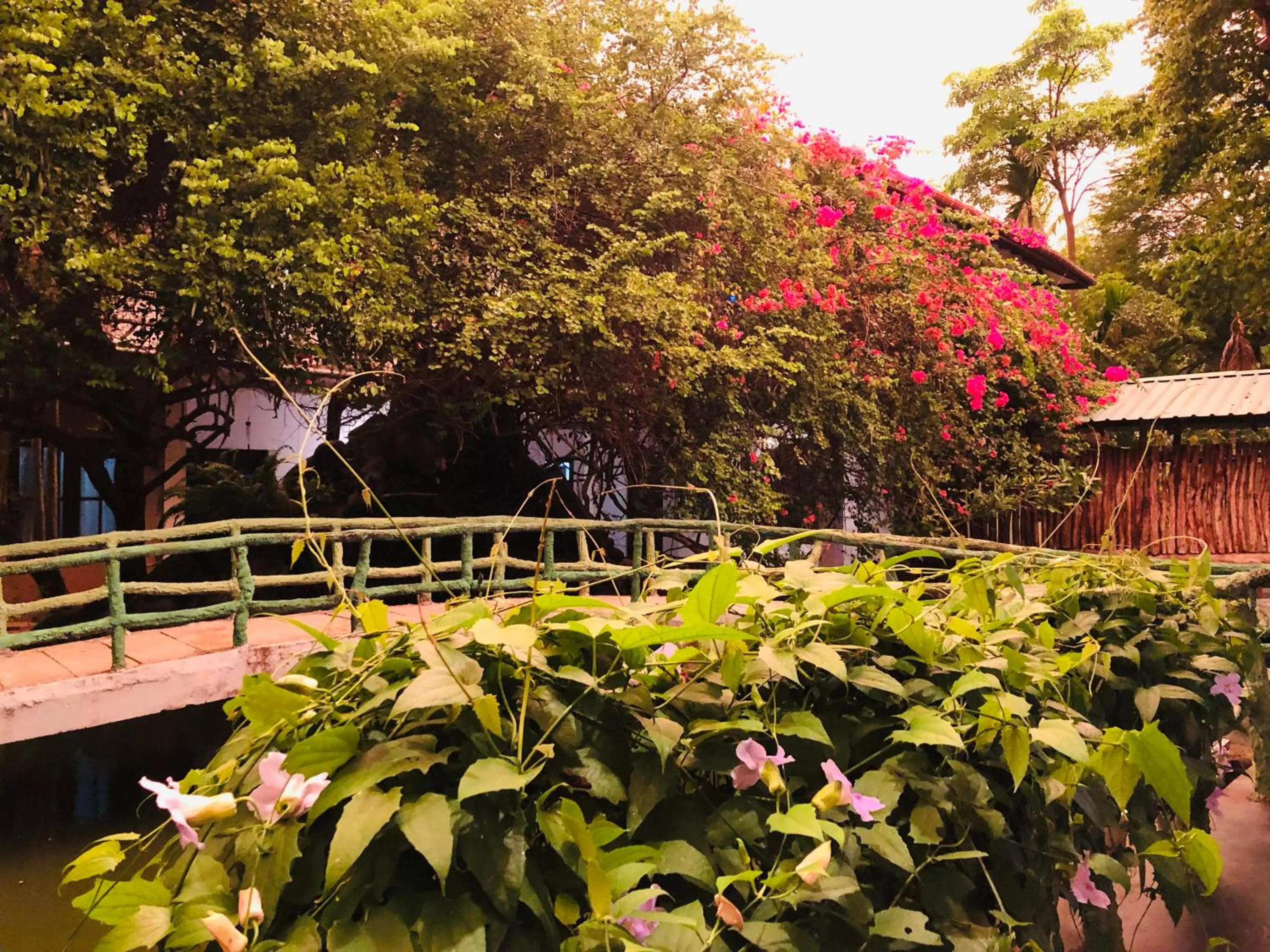 Garden in Hungry Lion Sigiriya