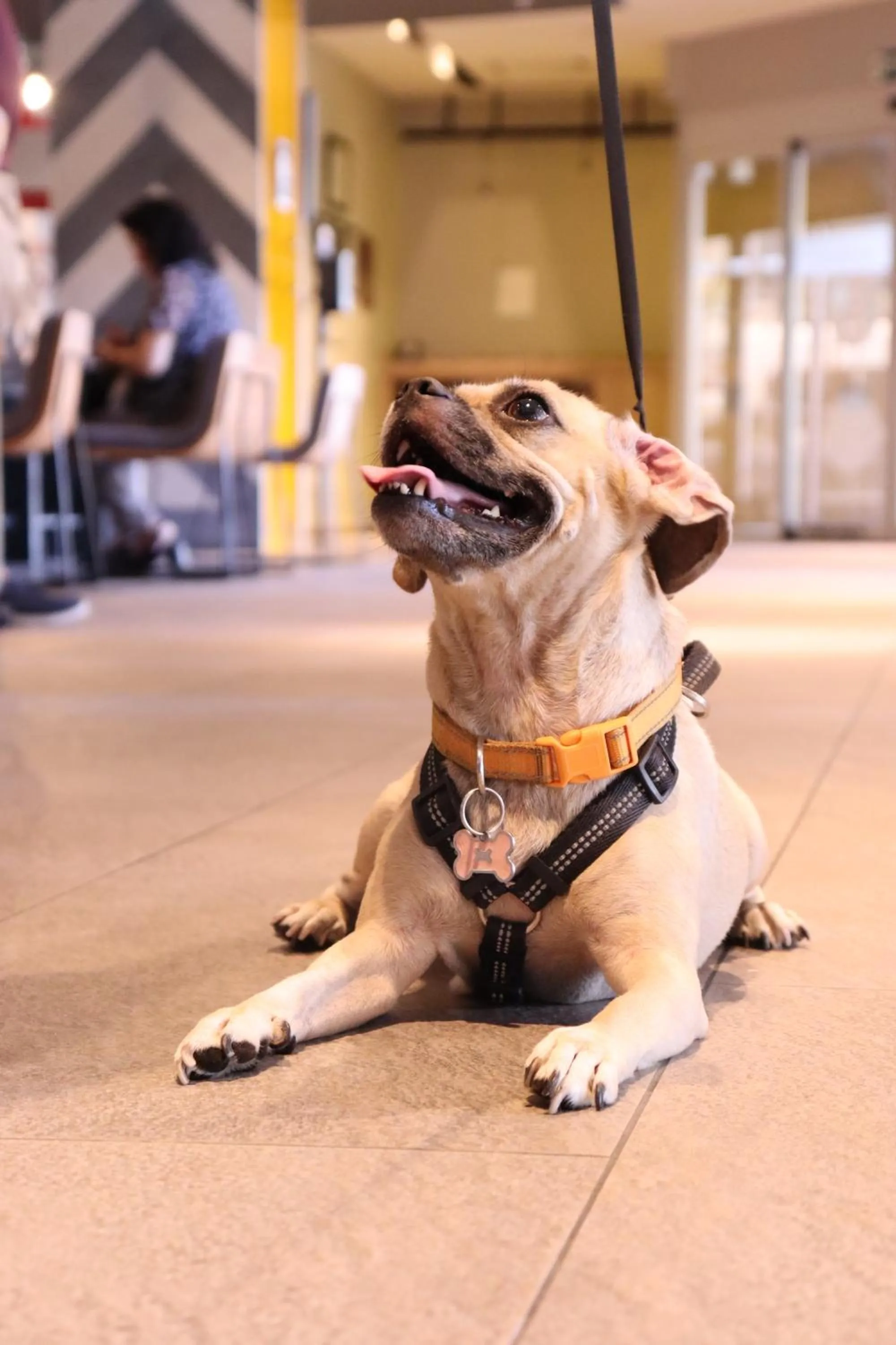 Pets in Novotel Monterrey Valle