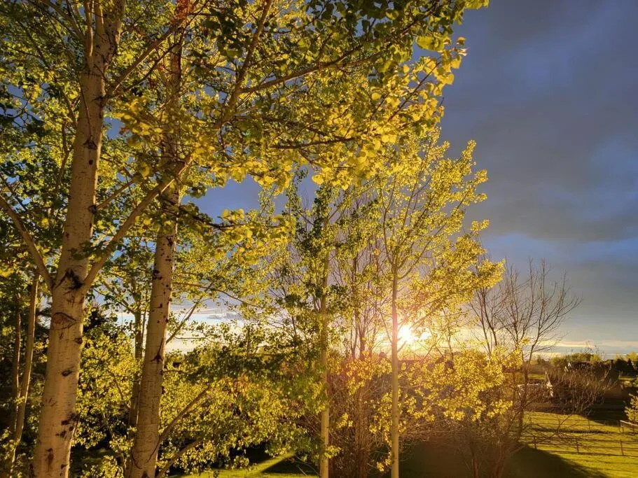 Among the Aspens Family Cottage