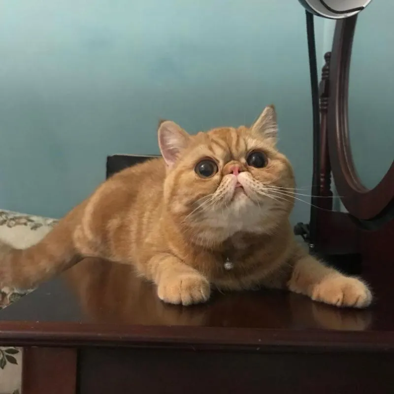 Pets in Hope & Sea Homestay