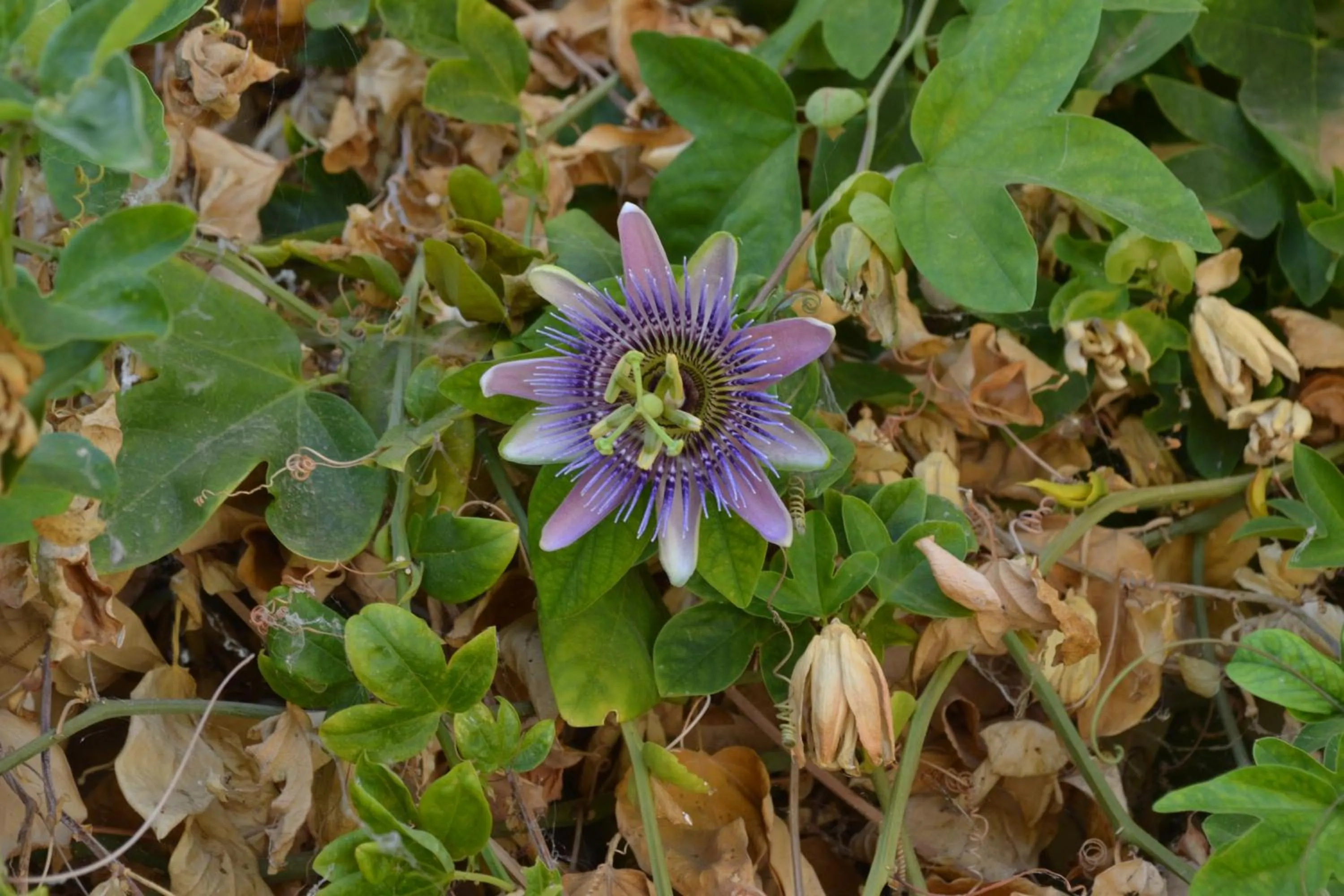 Garden in Mas Solana