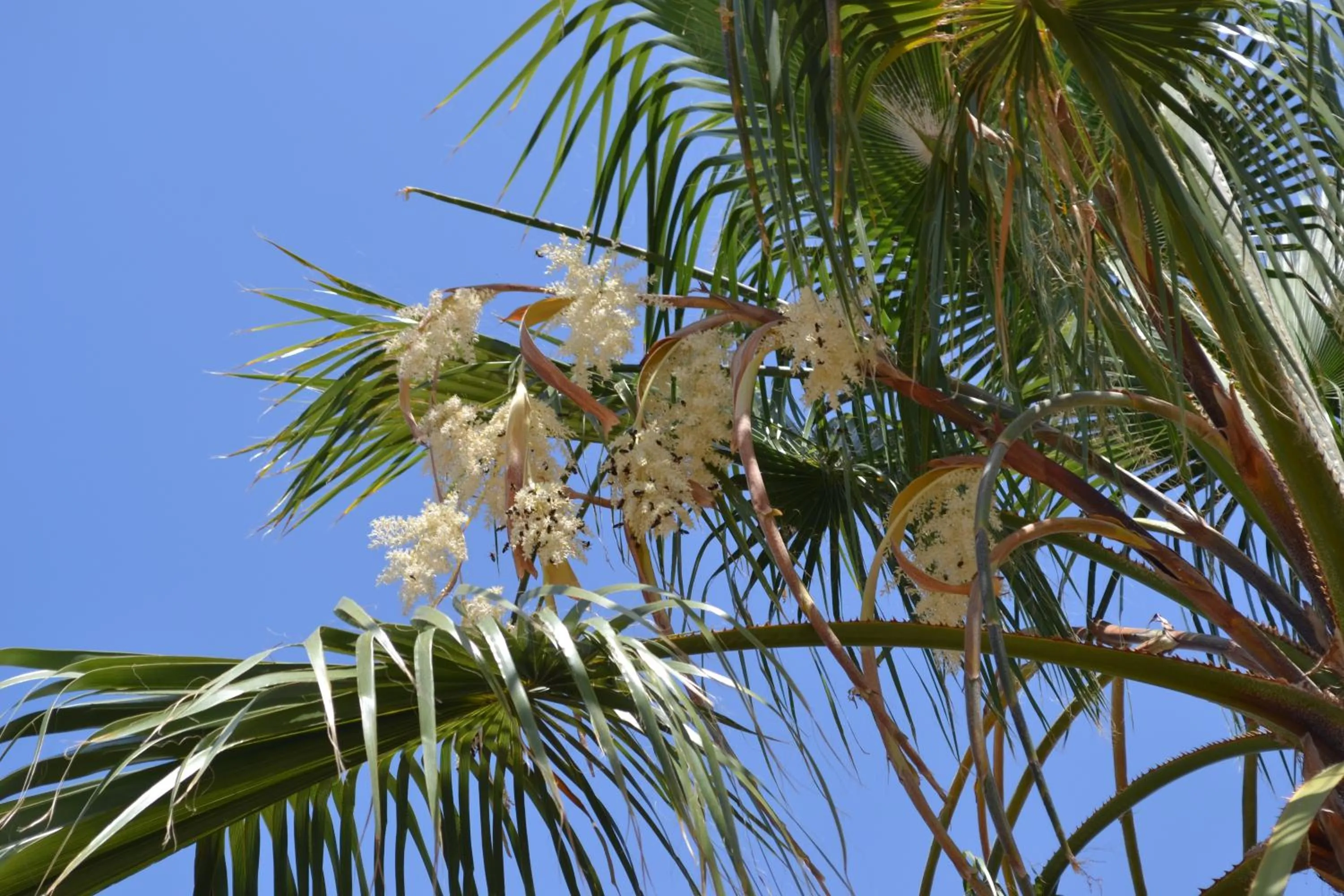 Garden in Mas Solana