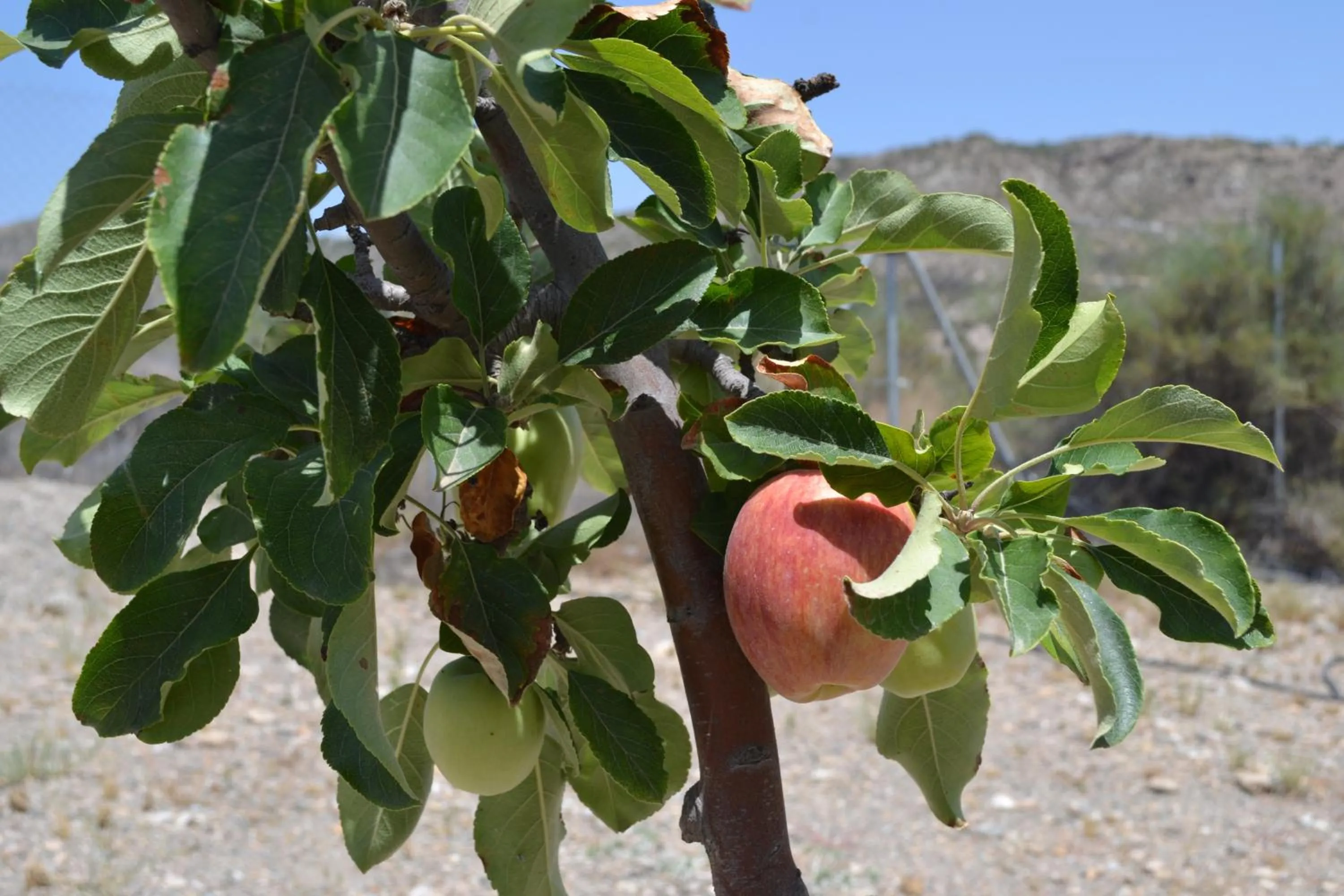 Garden in Mas Solana
