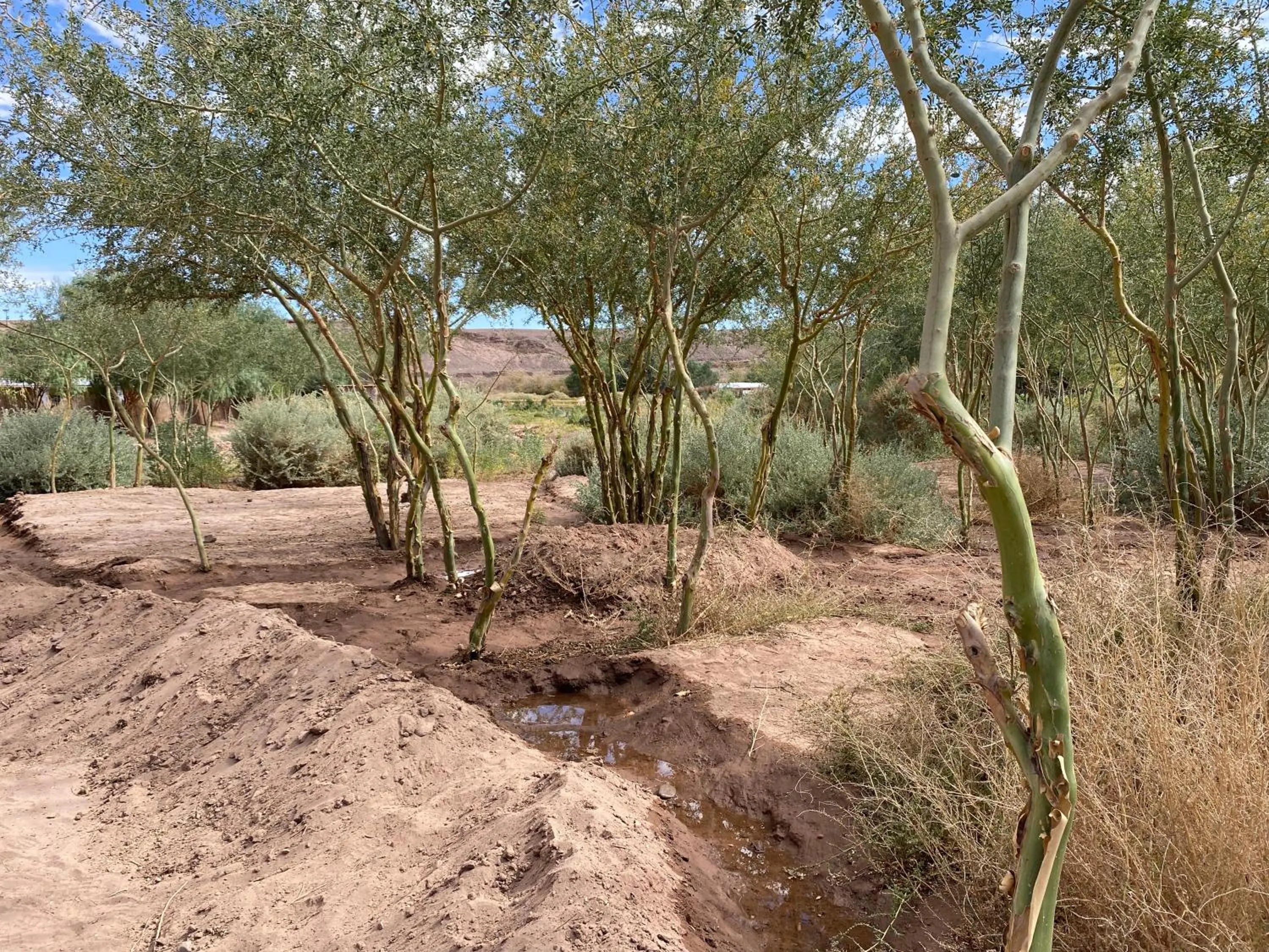 Garden view in Eco-Lodge El Andinista