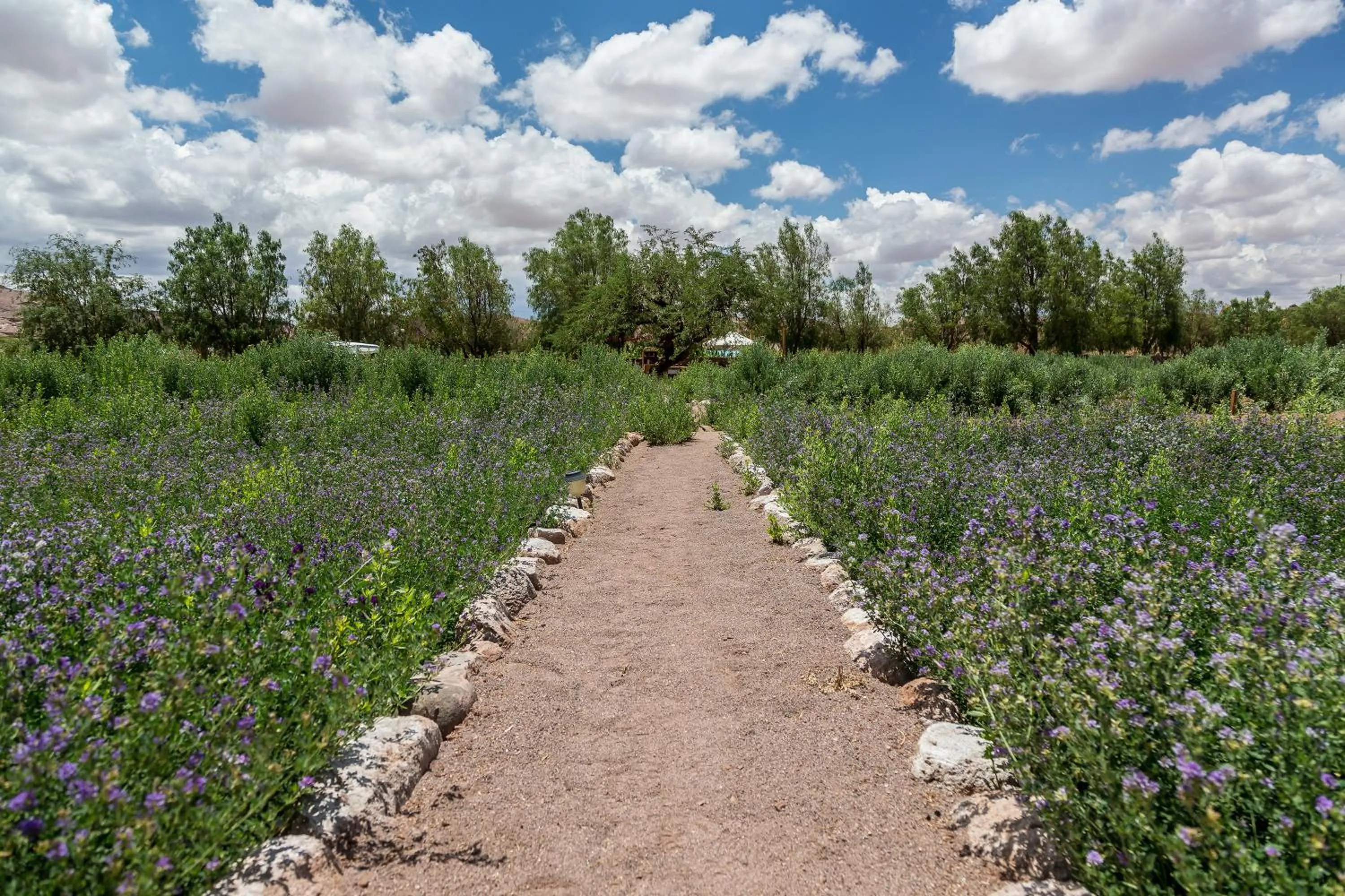 Garden in Eco-Lodge El Andinista