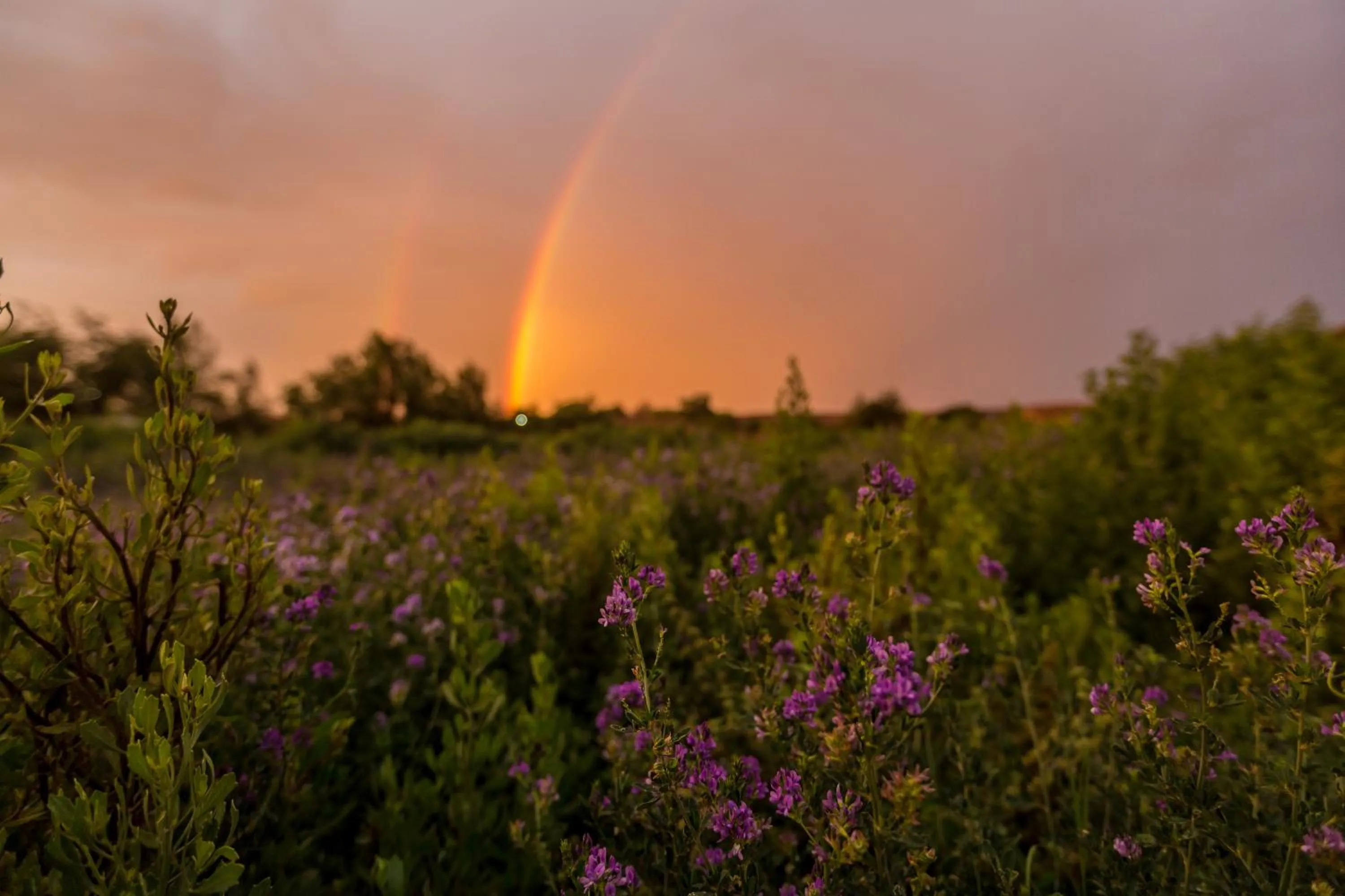 Garden in Eco-Lodge El Andinista