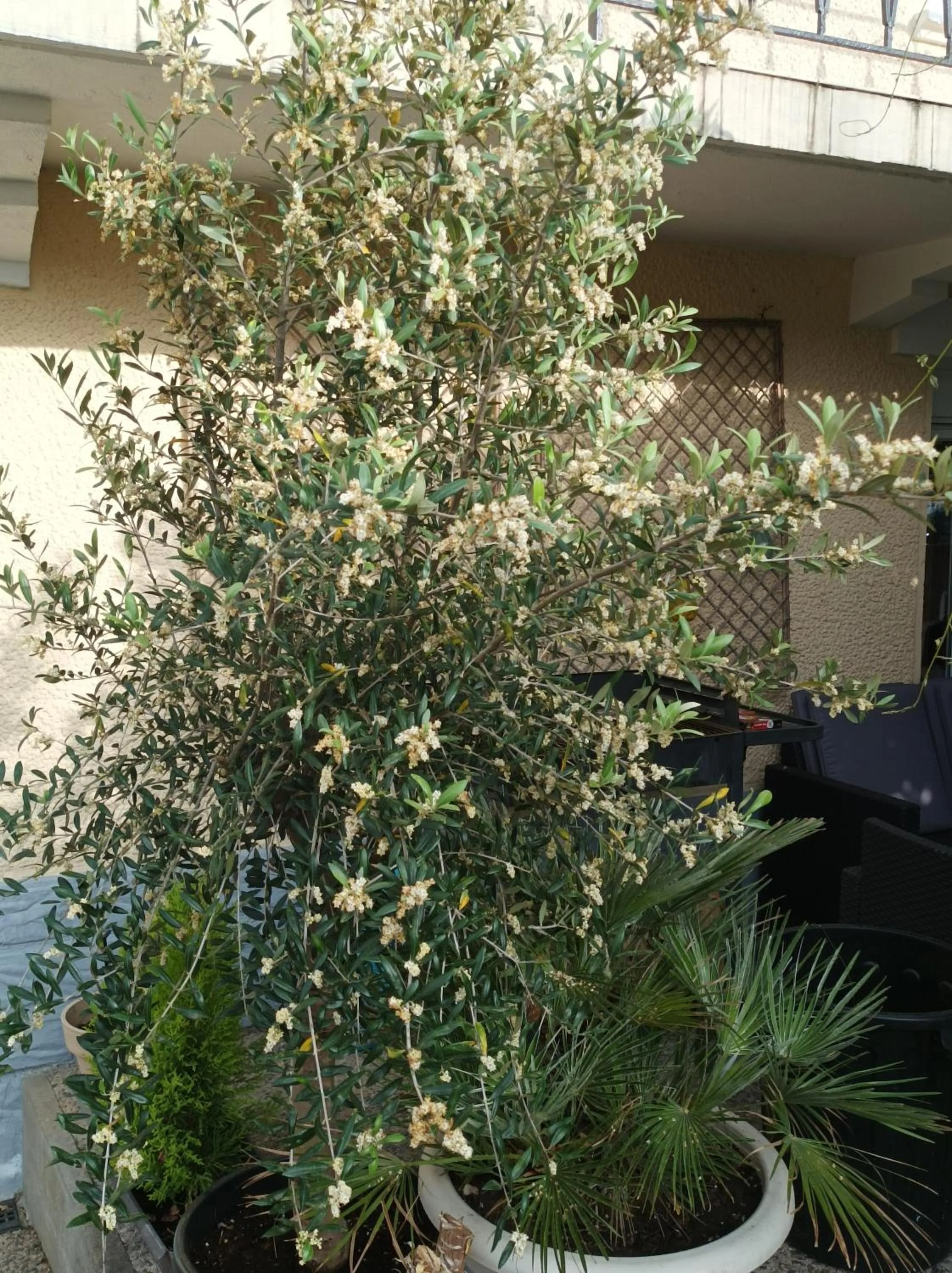 Garden in L' Auberge Campagnarde, Lourdes