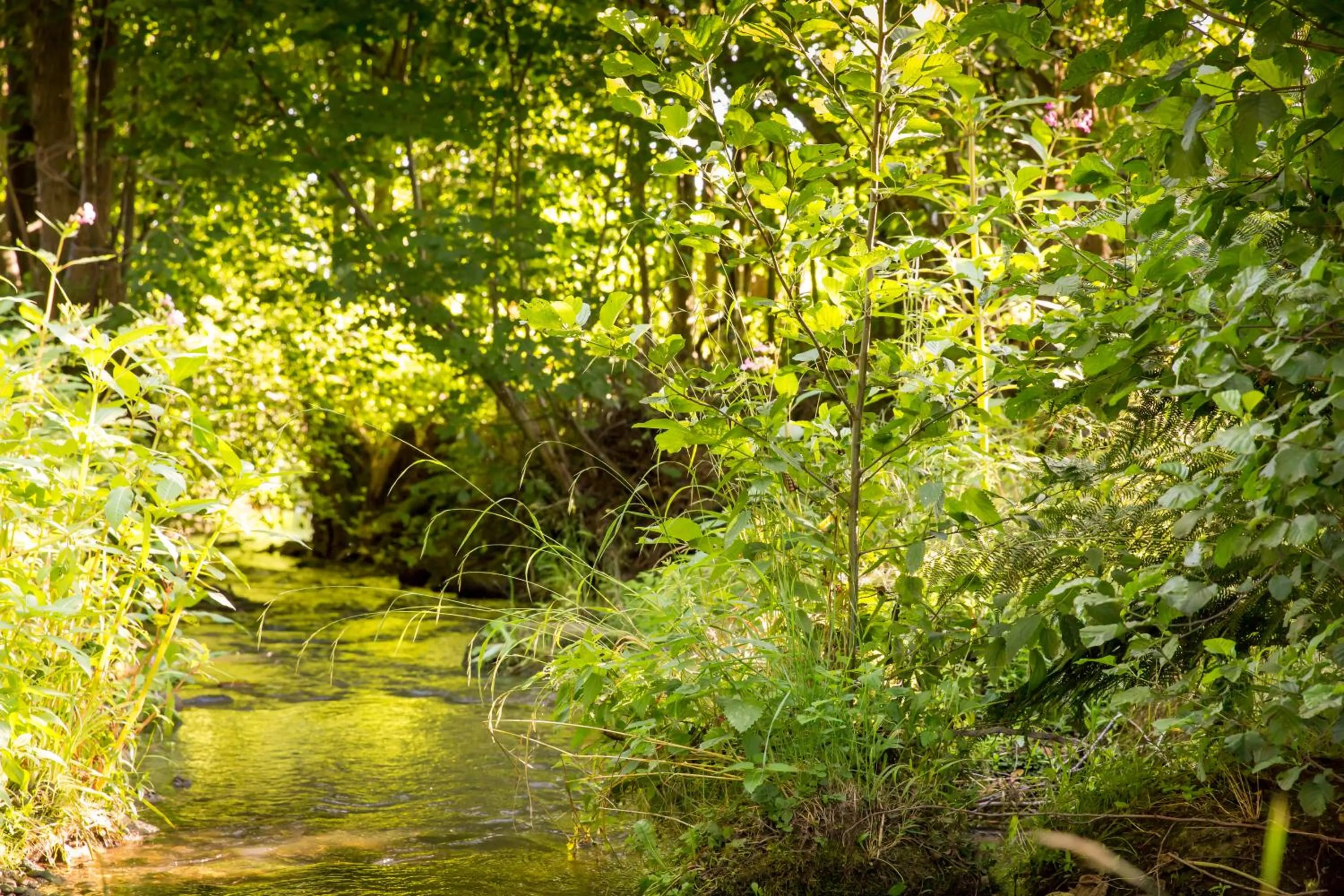 River view in Frühstückspension Mayer-Schiller