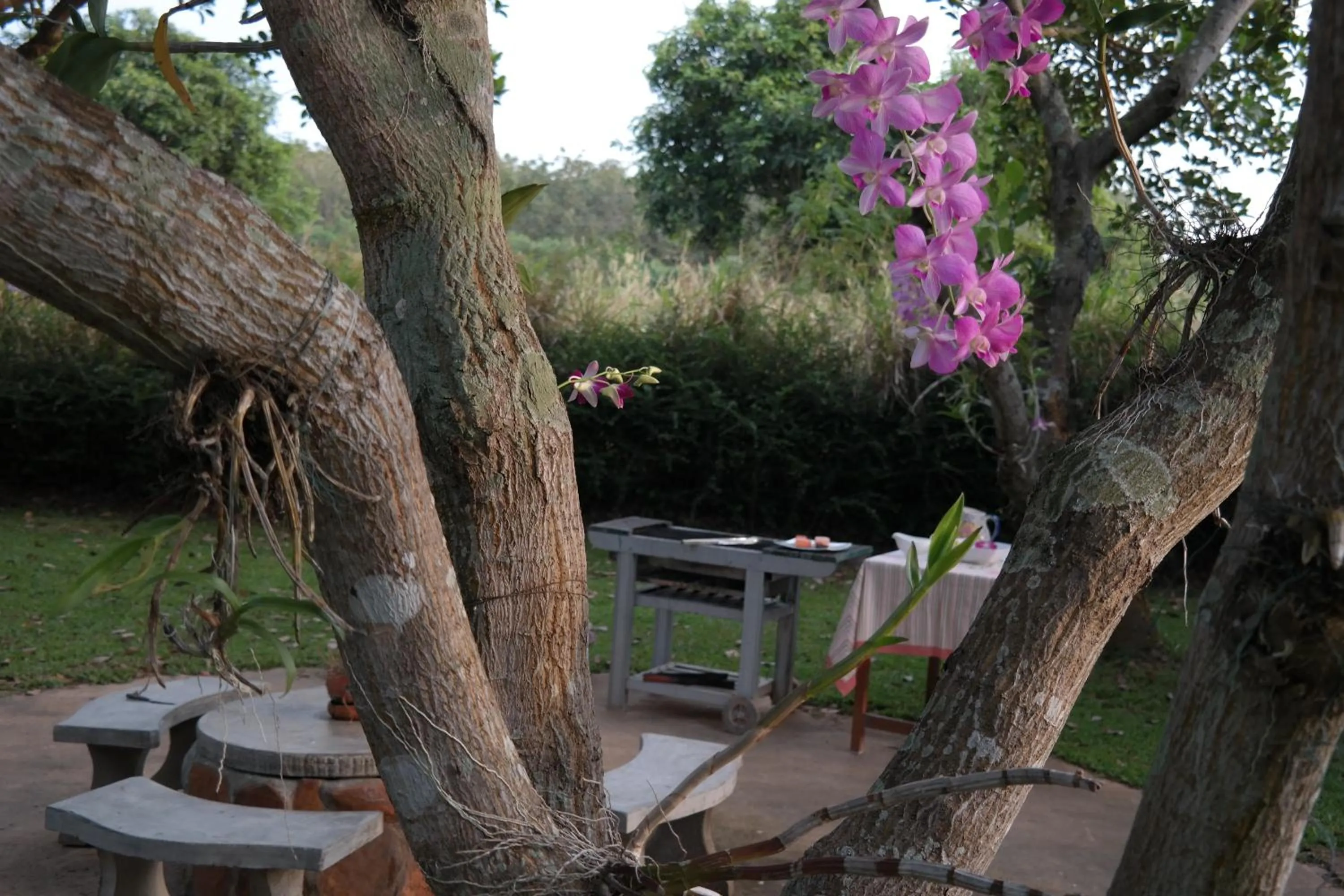 Jardin De Mangue Pakchong