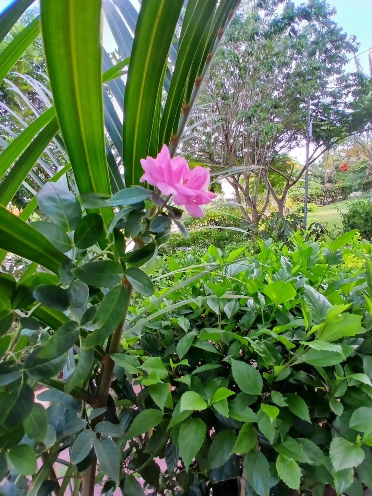 Garden in Majani Breeze