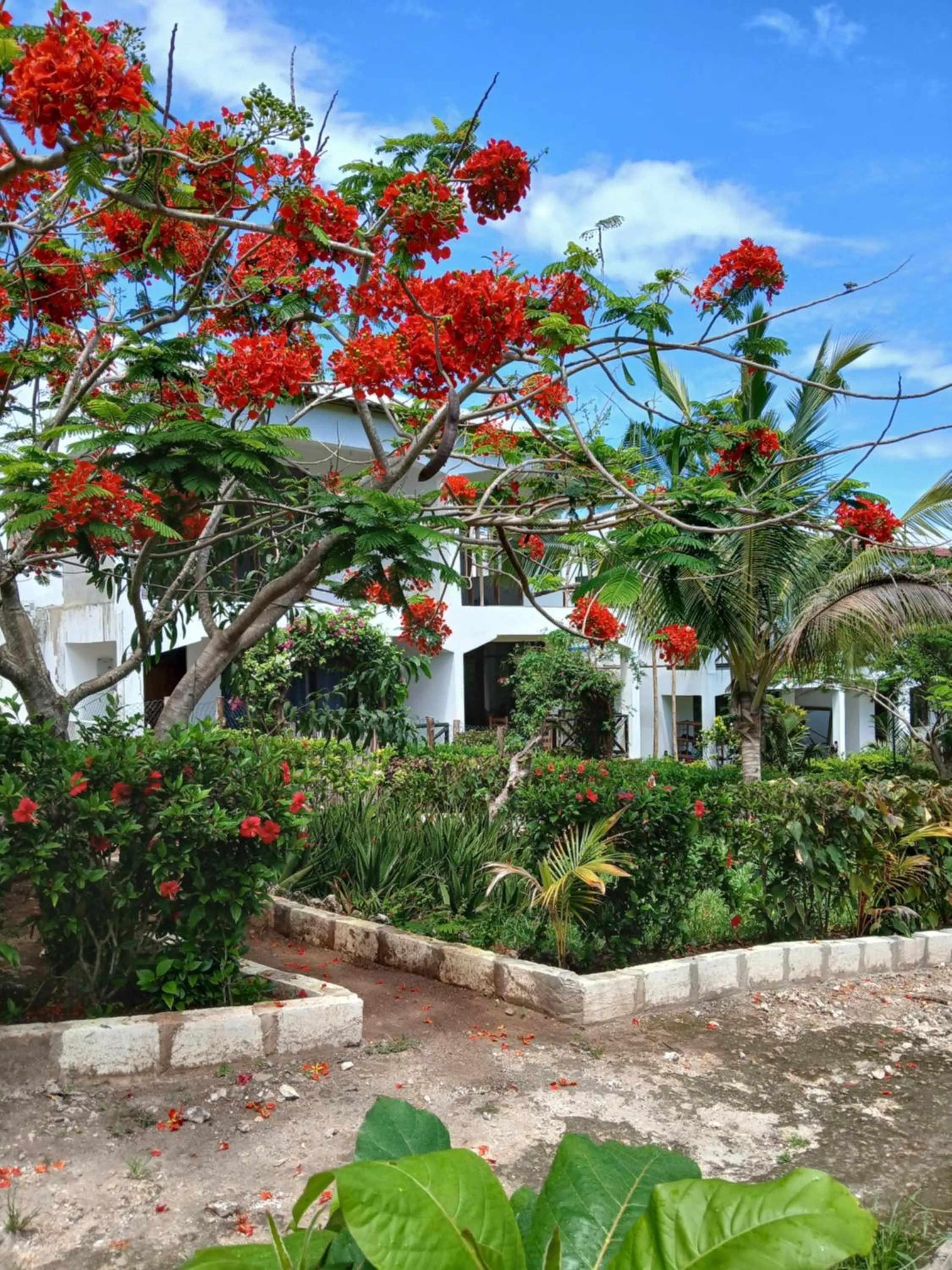 Garden in Majani Breeze