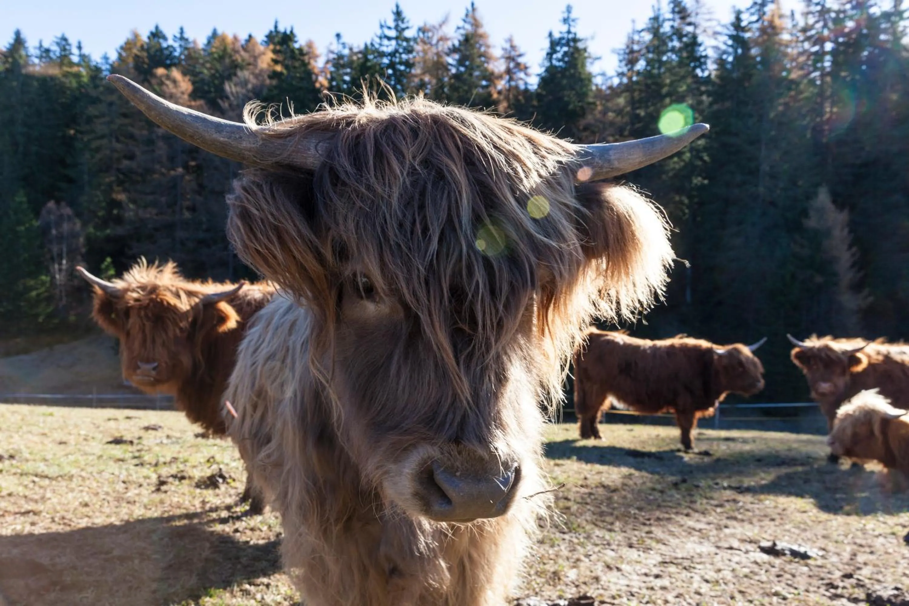 Day in Der Zirmerhof